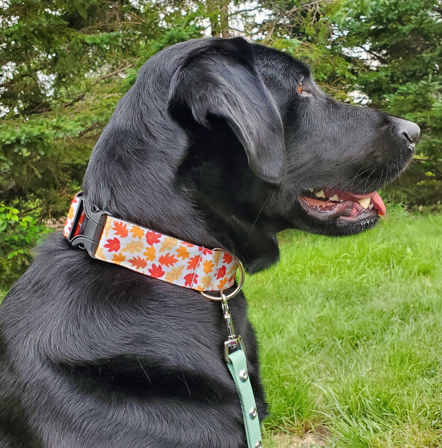 Falling Leaves Dog Collar