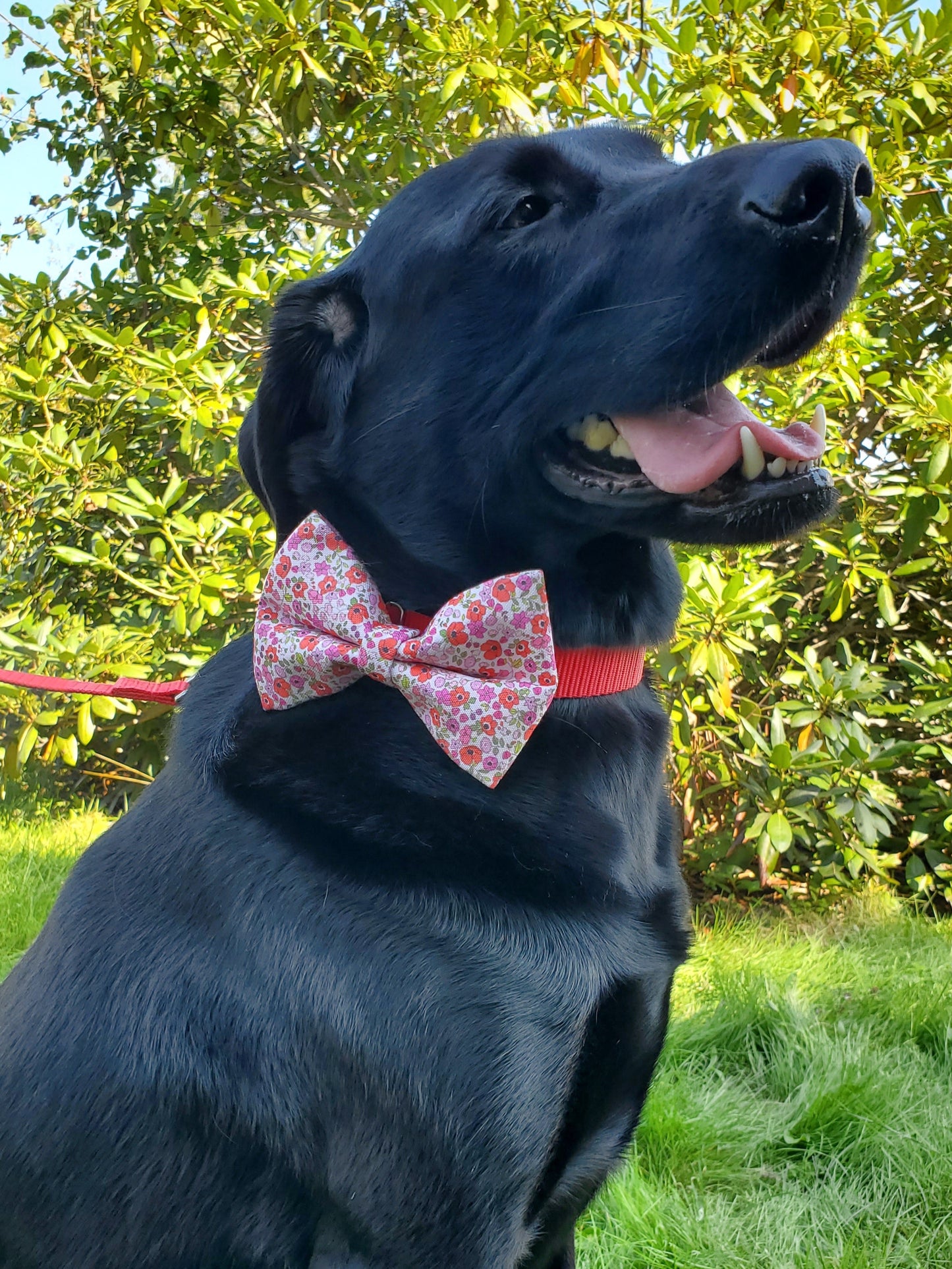 Poppies Over-the-collar Bowtie