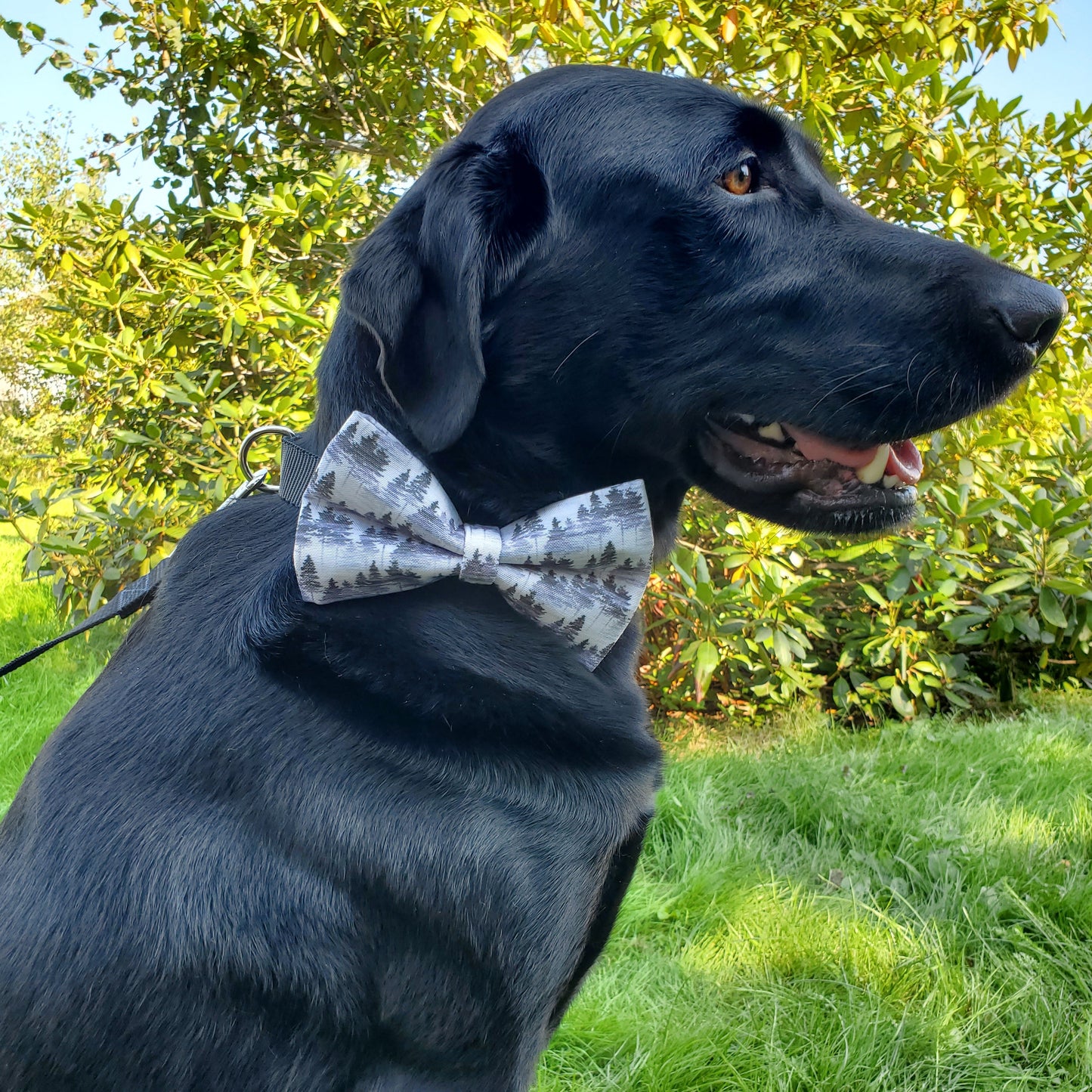 Forest Mist Over-the-collar Bowtie