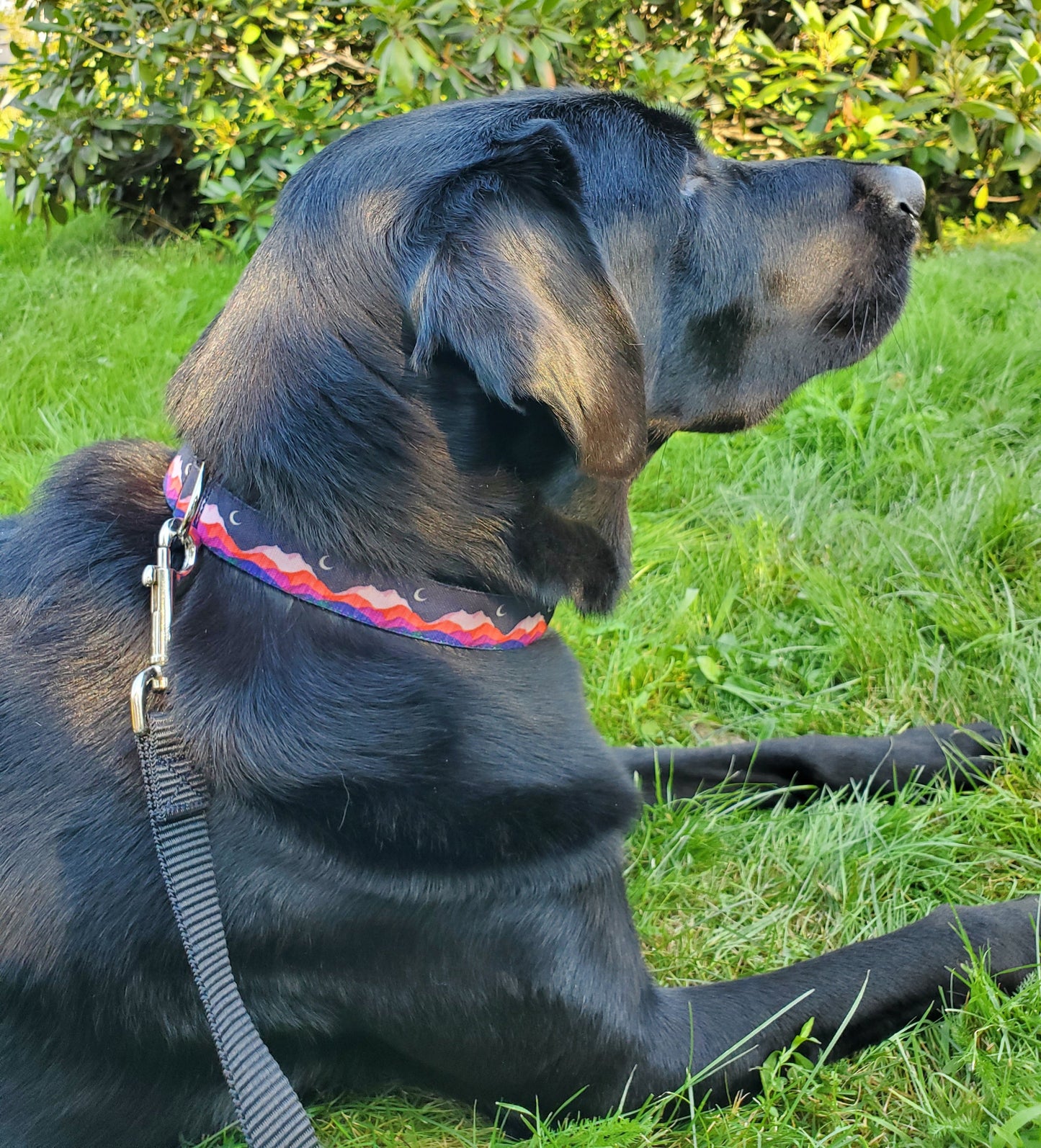 Night Mountains Dog Collar