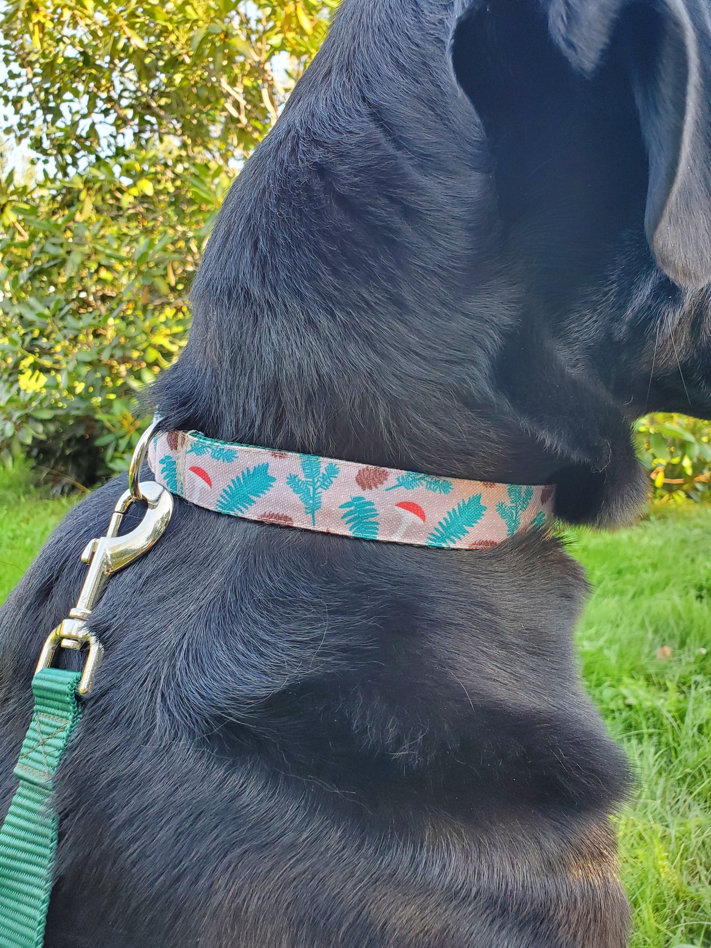 Mushrooms & Pine Dog Collar