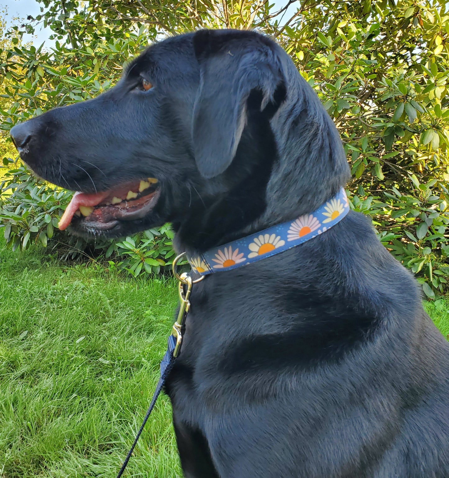 Daisy Sunrise Dog Collar