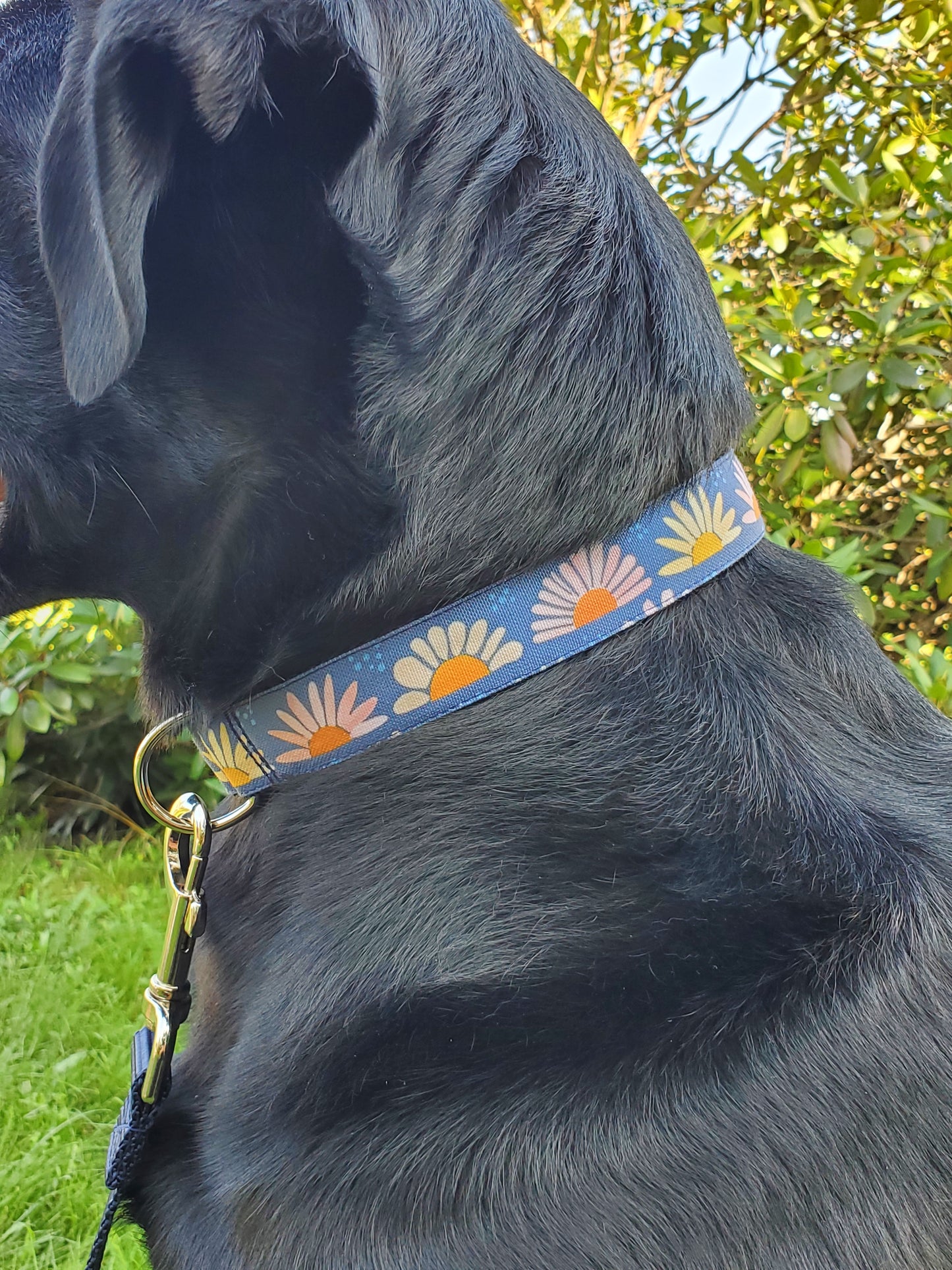 Daisy Sunrise Dog Collar