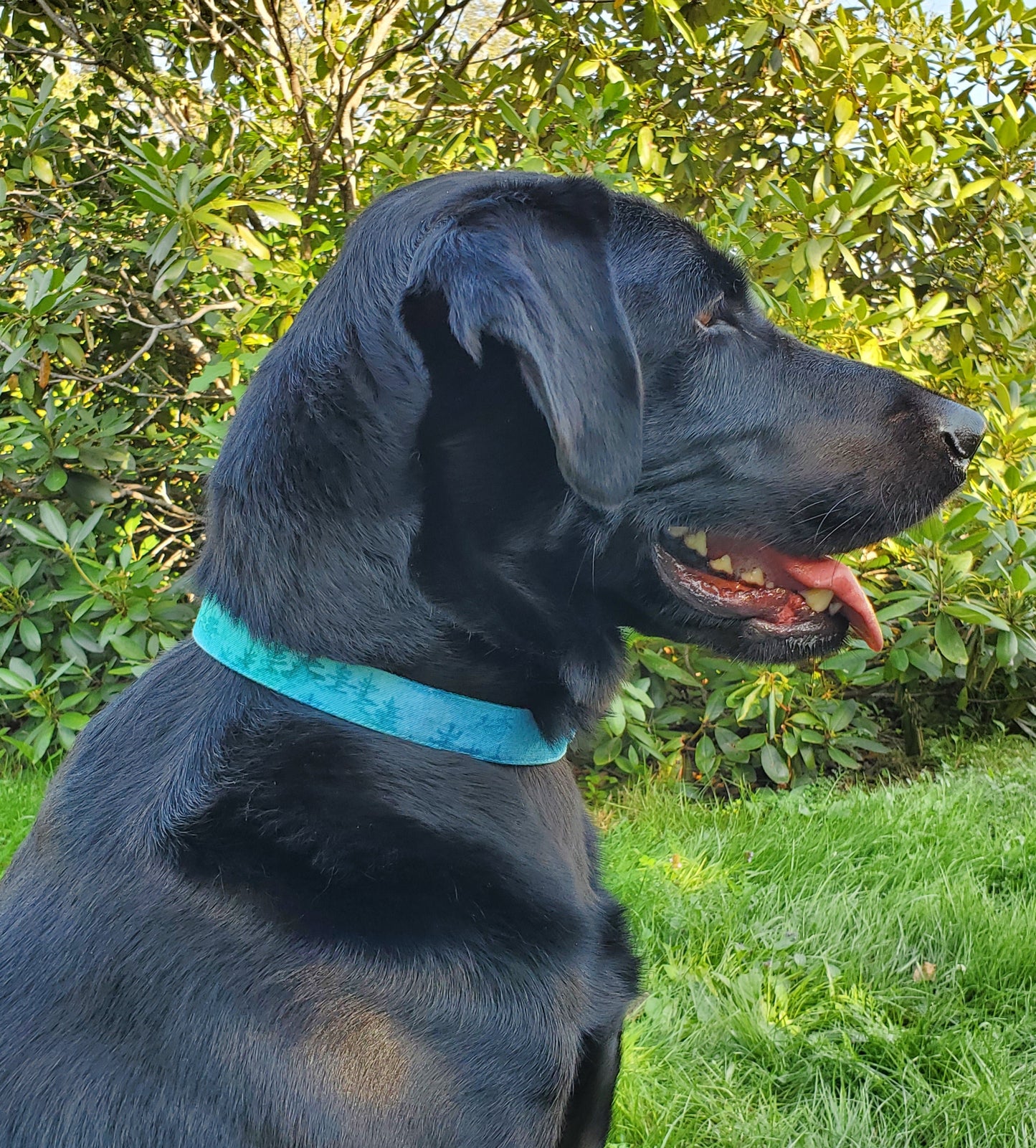 Aqua Forest Dog Collar