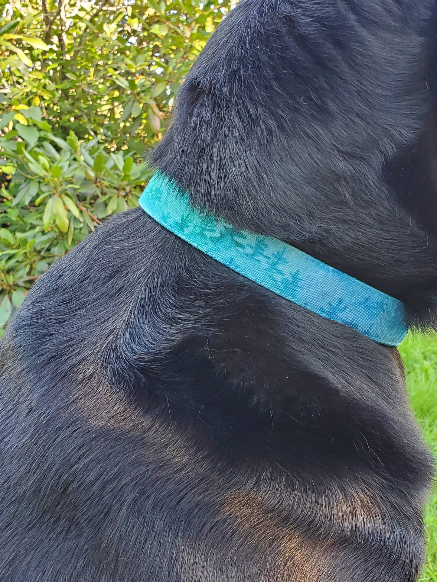Aqua Forest Dog Collar