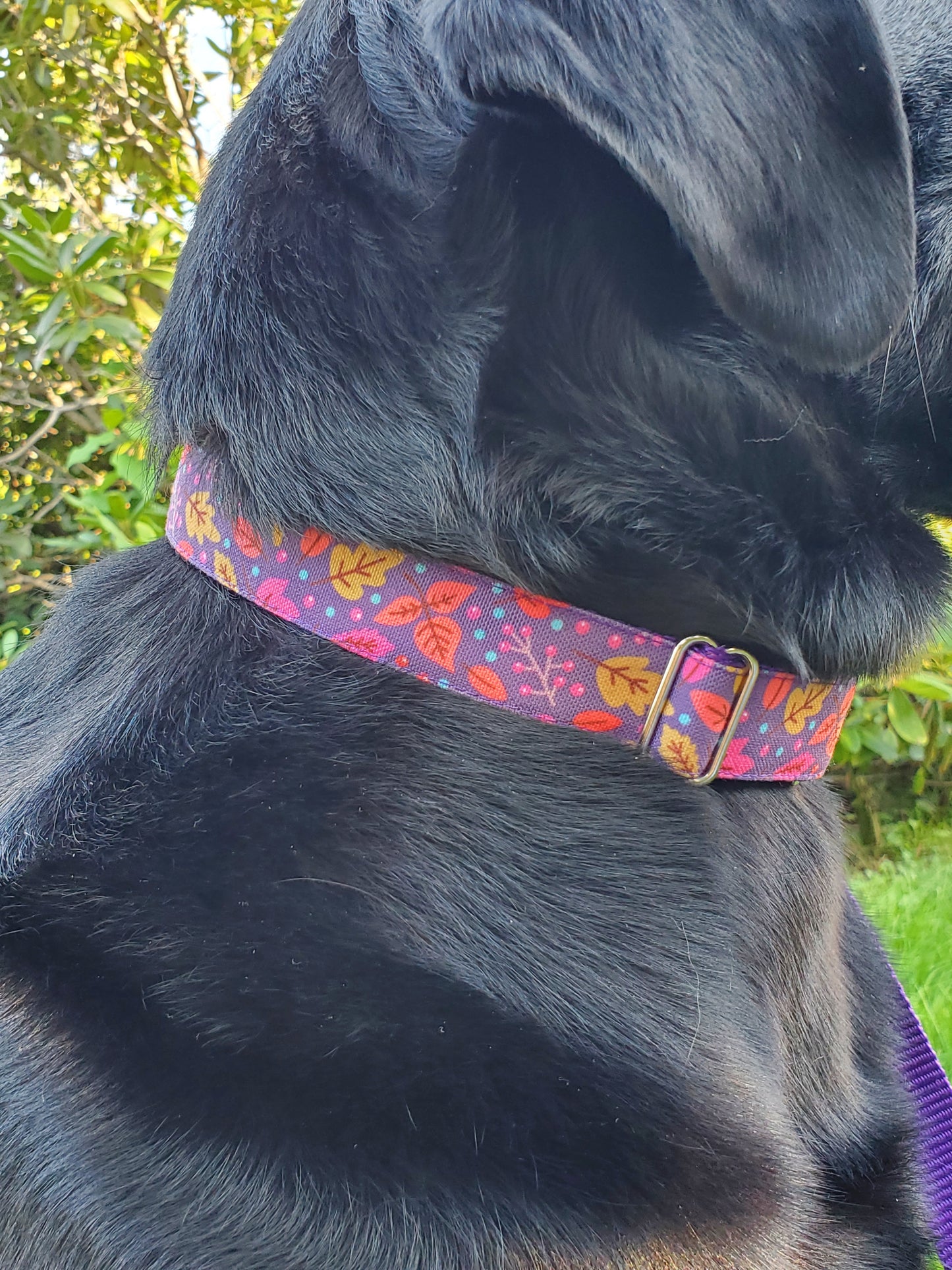 Purple Leaves Dog Collar