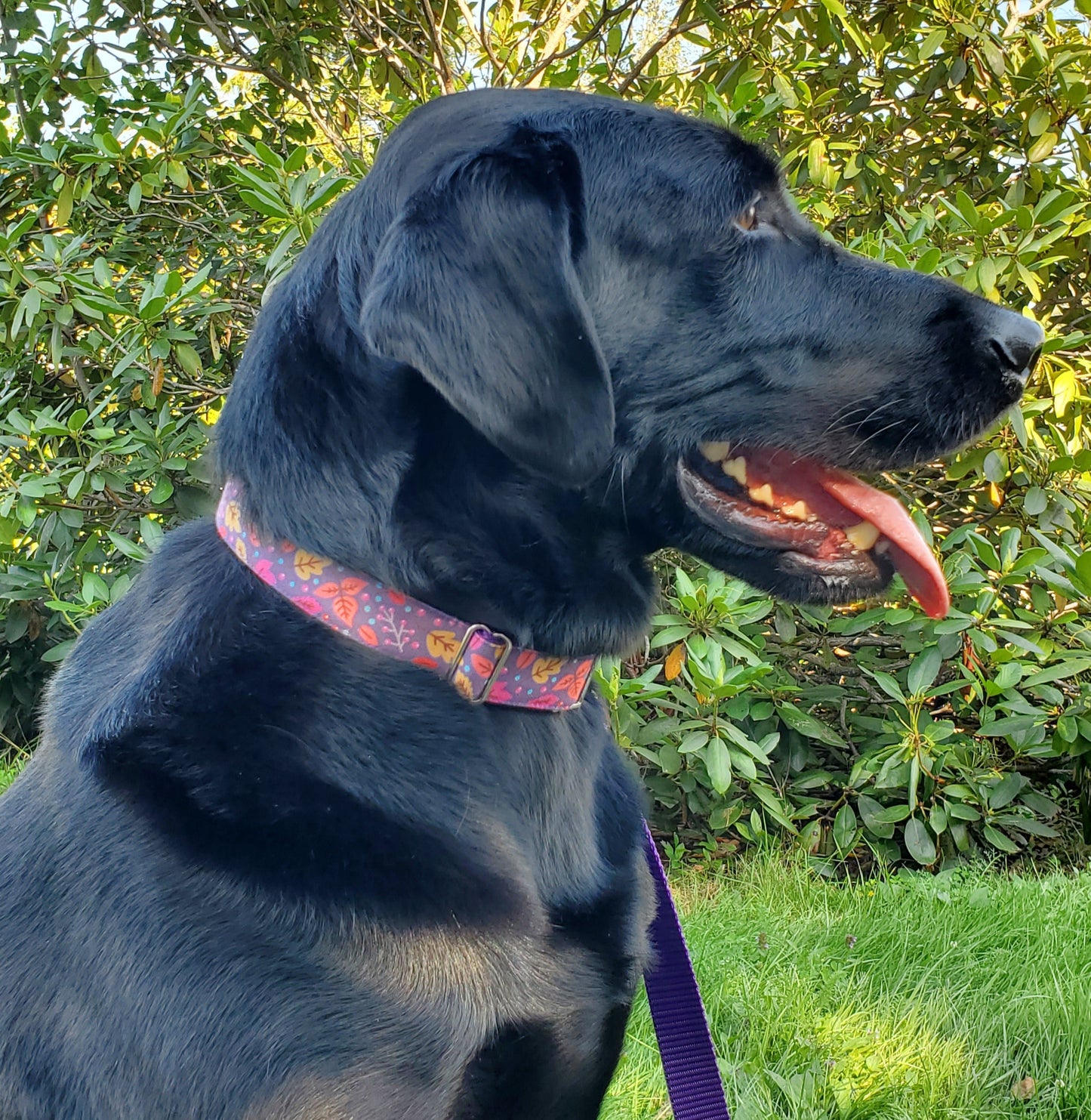 Purple Leaves Dog Collar