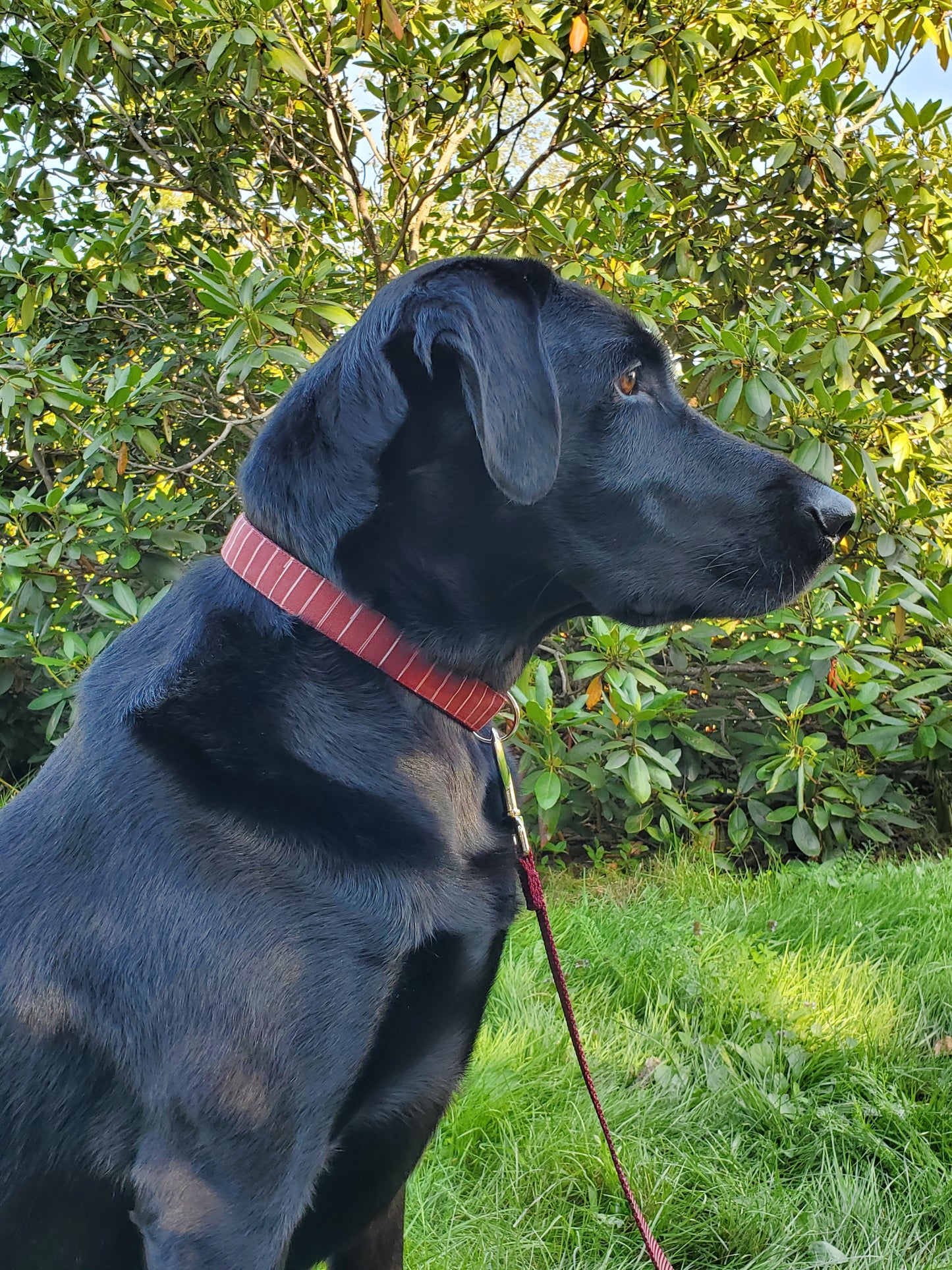 Wine Stripes Dog Collar