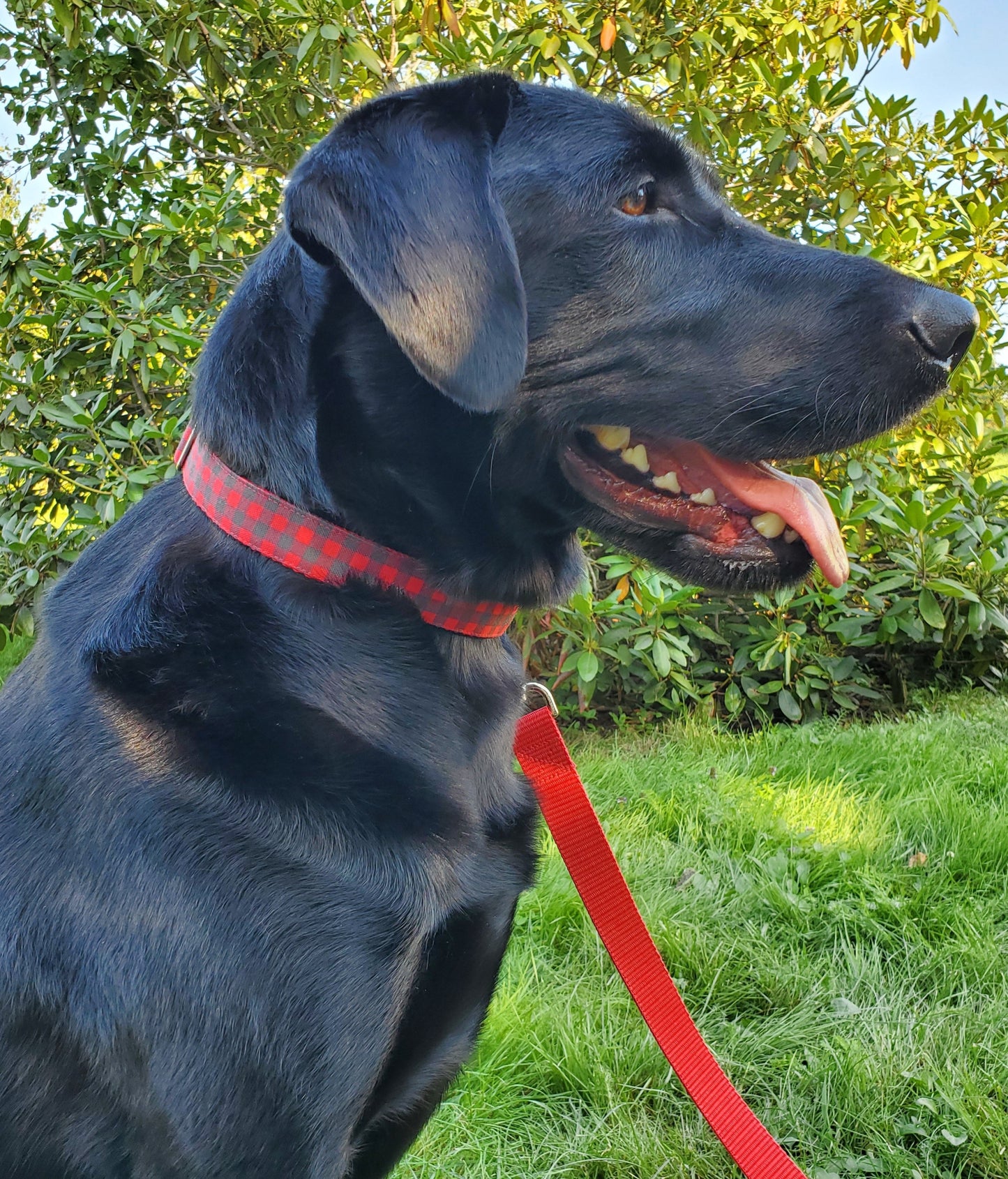 Red & Black Buffalo Plaid Dog Collar