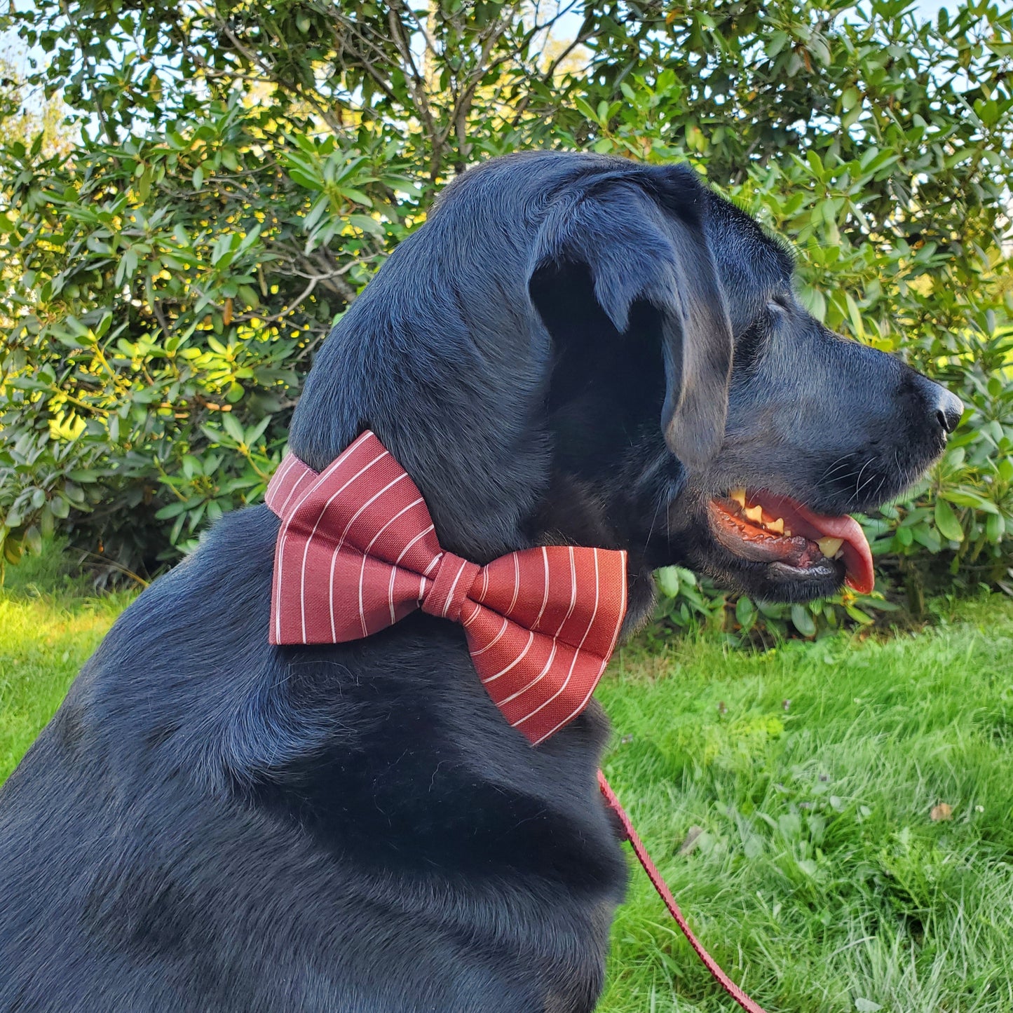 Wine Stripes Over-the-collar Bowtie