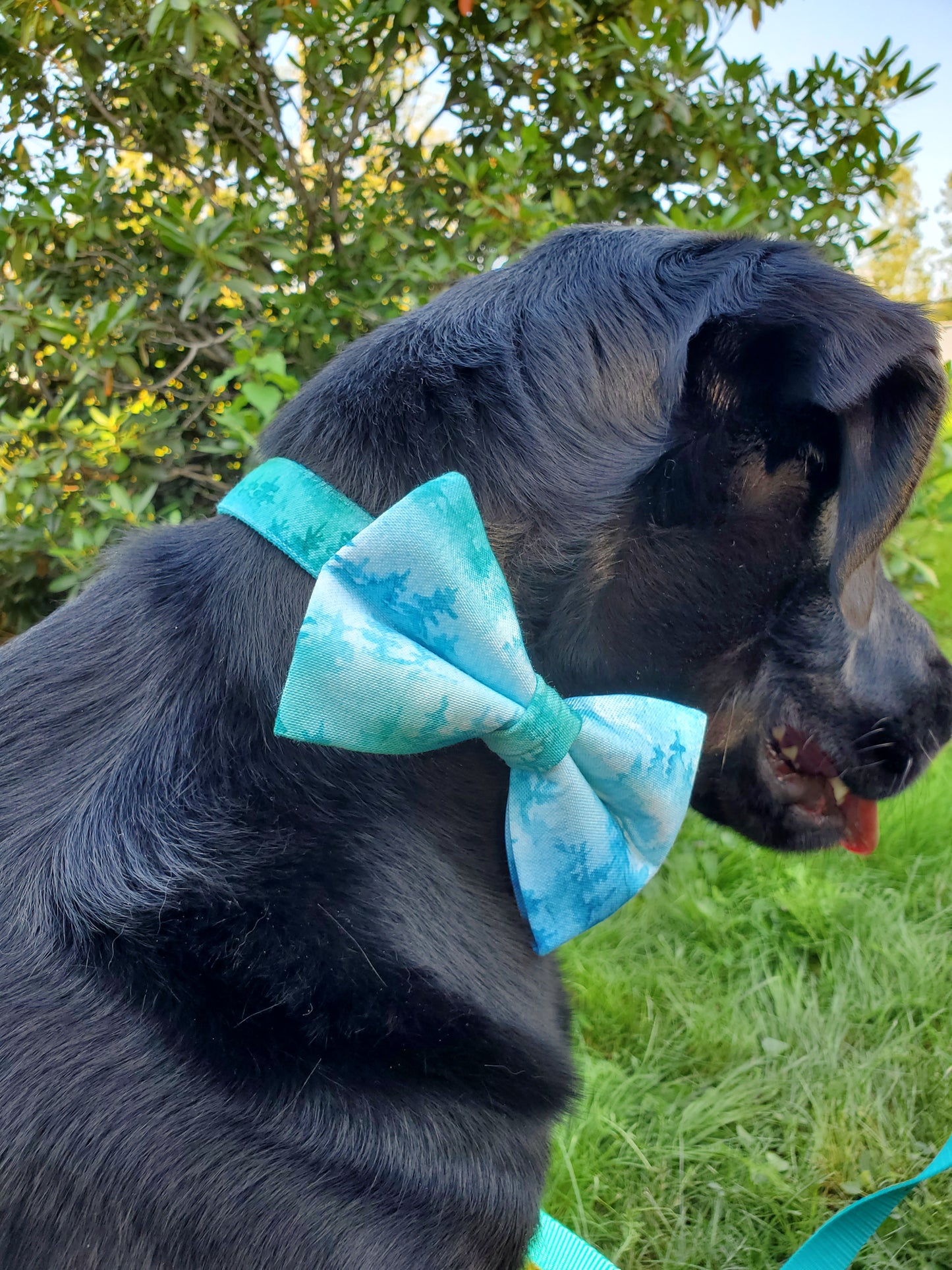 Aqua Forest Over-the-collar Bowtie