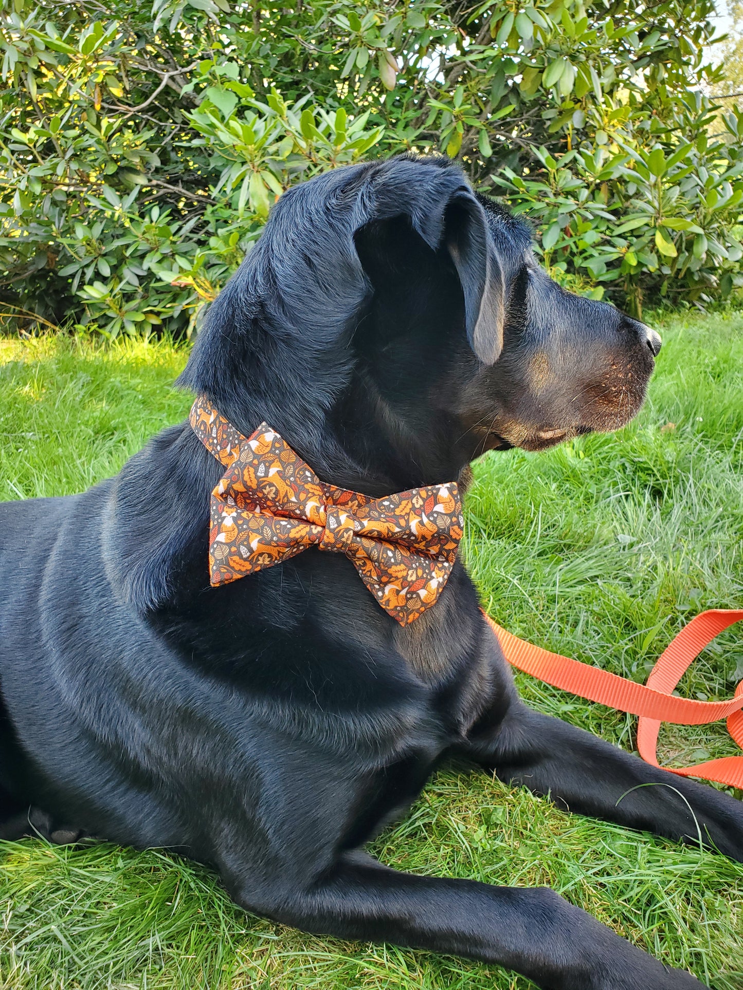 Forest Foxes Over-the-collar Bowtie