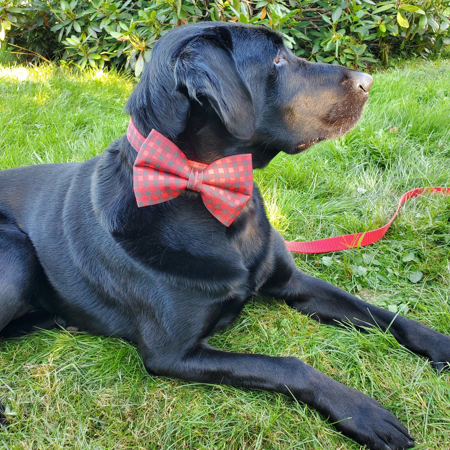 Red & Black Buffalo Plaid Over-the-collar Bowtie