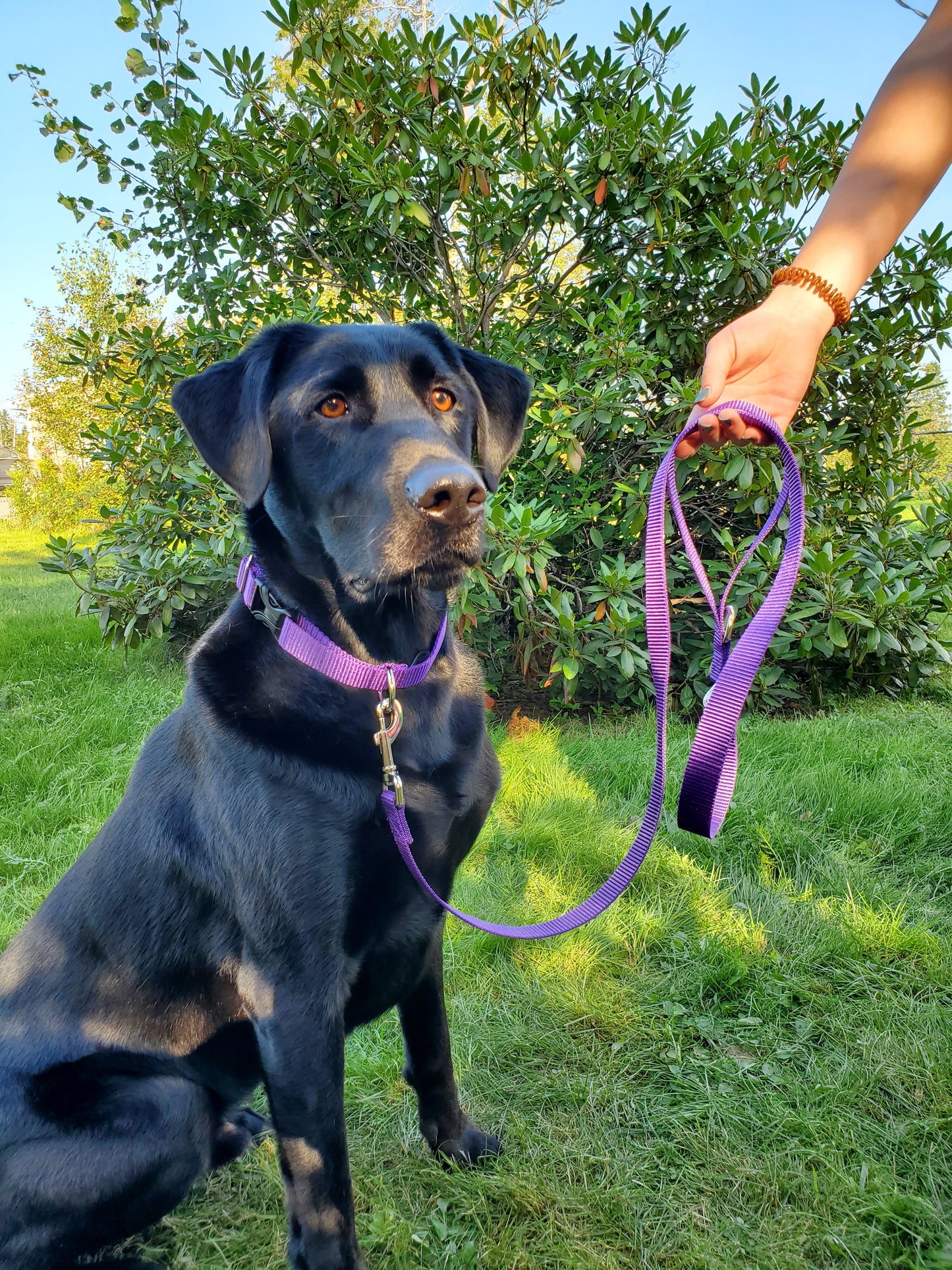 5ft Vibrant Leash - no fabric just vibrant colored webbing!
