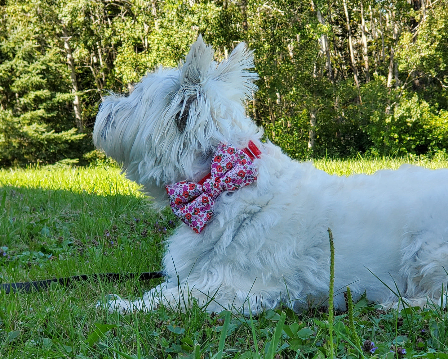 Poppies Over-the-collar Bowtie