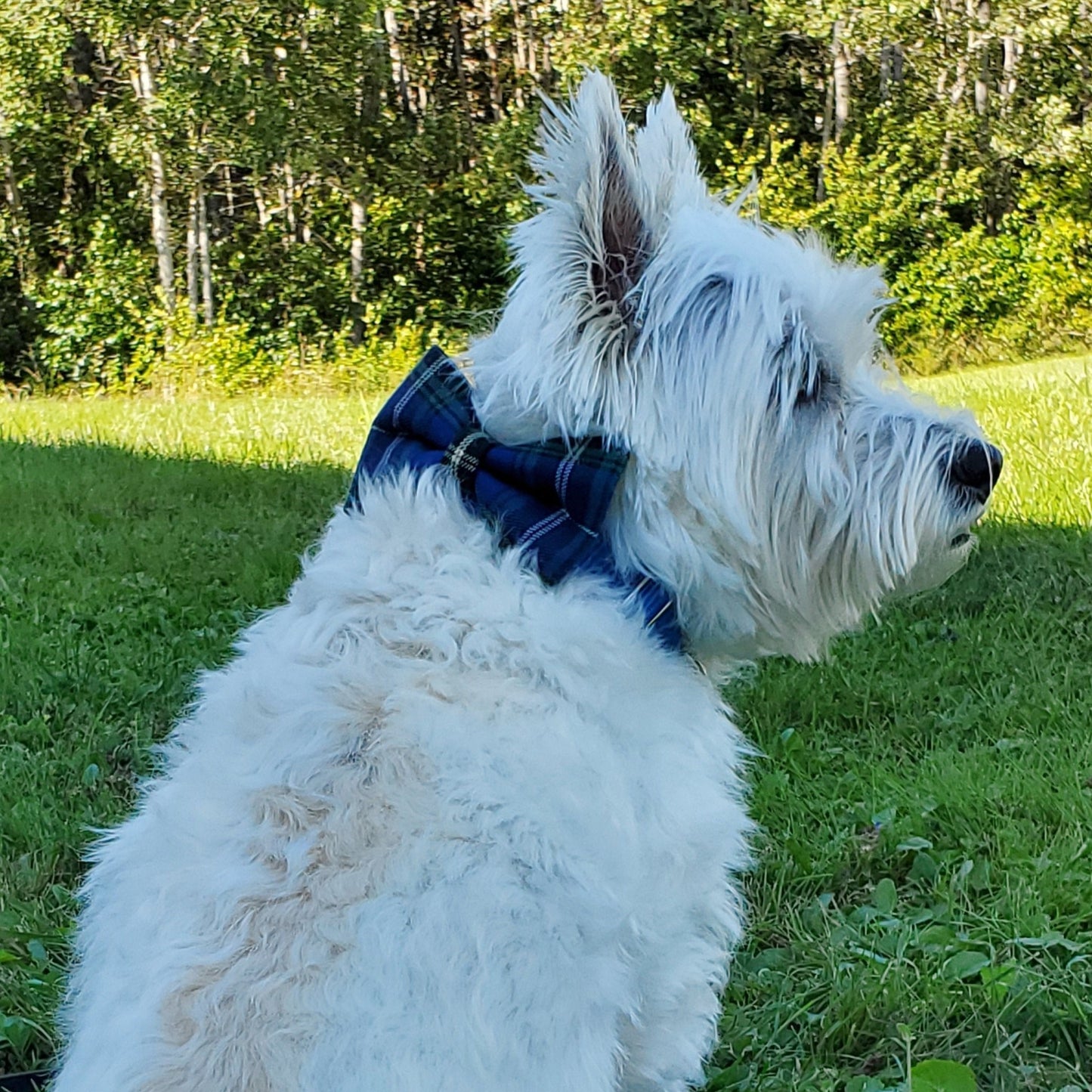 Tartan Over-The-Collar Bowties