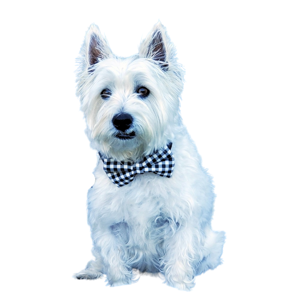 Little Racoons Over-the-collar Bow