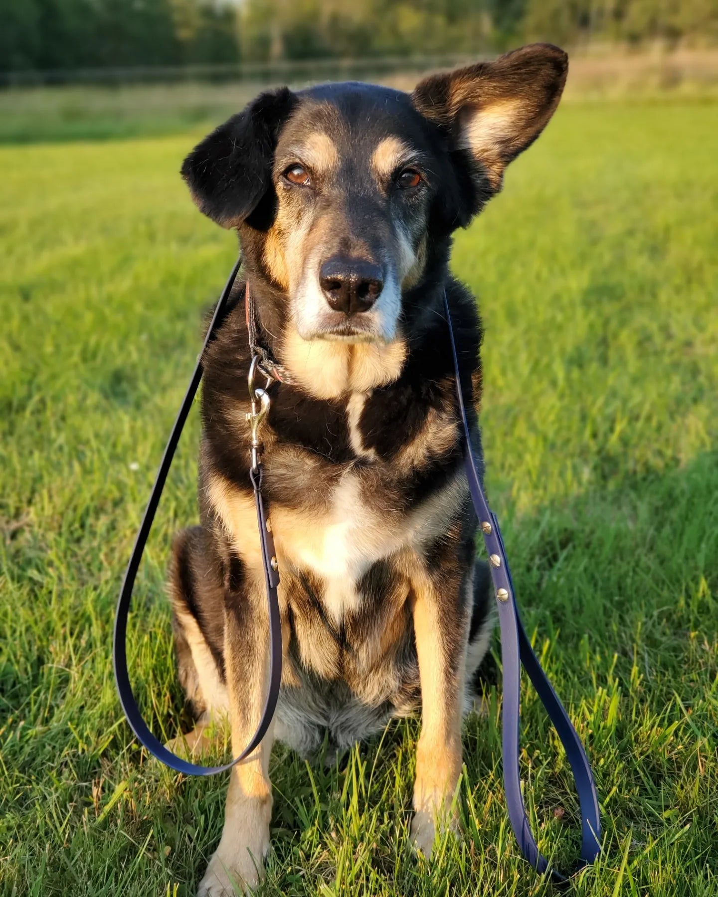 Classic 5ft BioThane® Leash