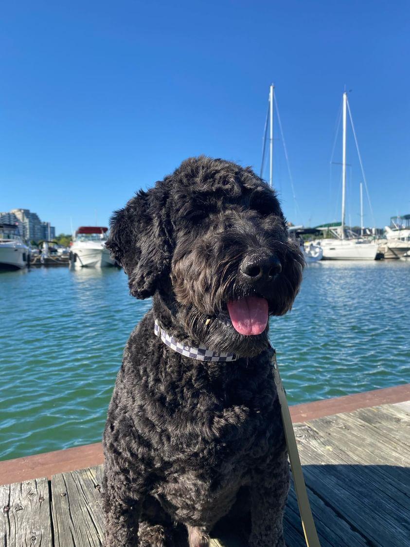 Checkered Sailboats Dog Collar