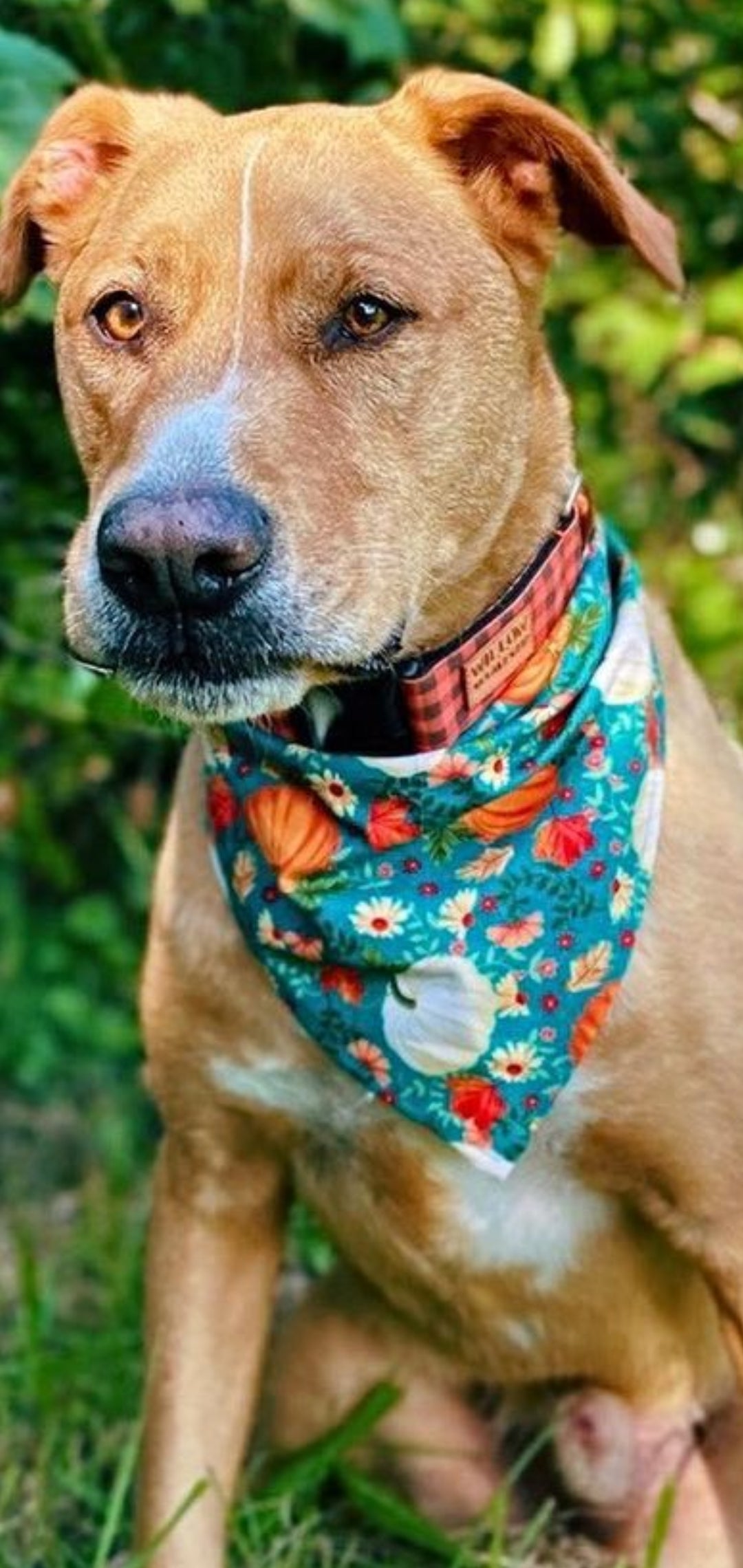 Orange Buffalo Plaid Dog Collar
