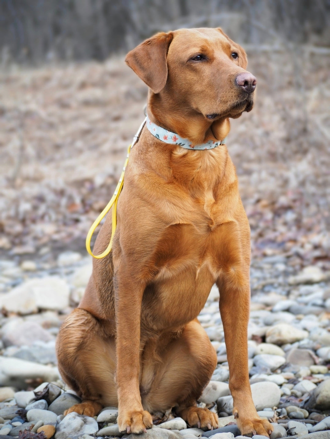 BioThane® Leash Tab