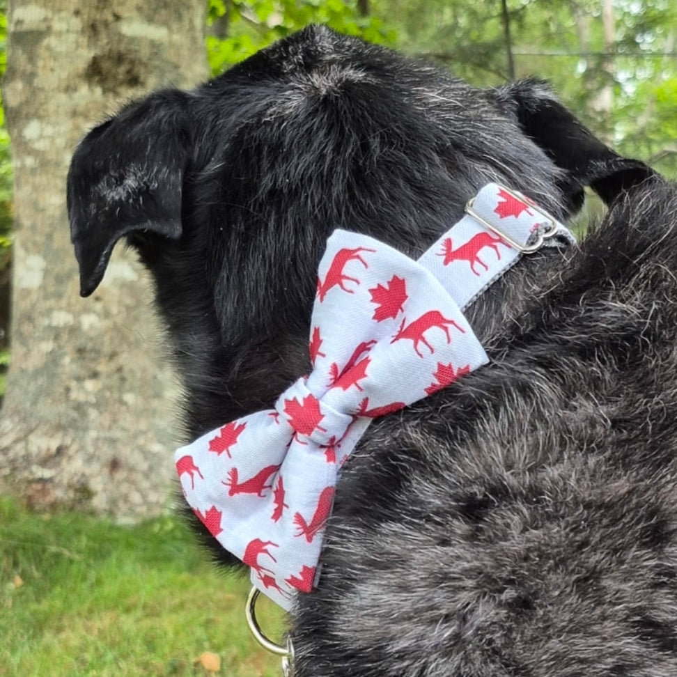 Maple Leaves & Moose Dog Collar