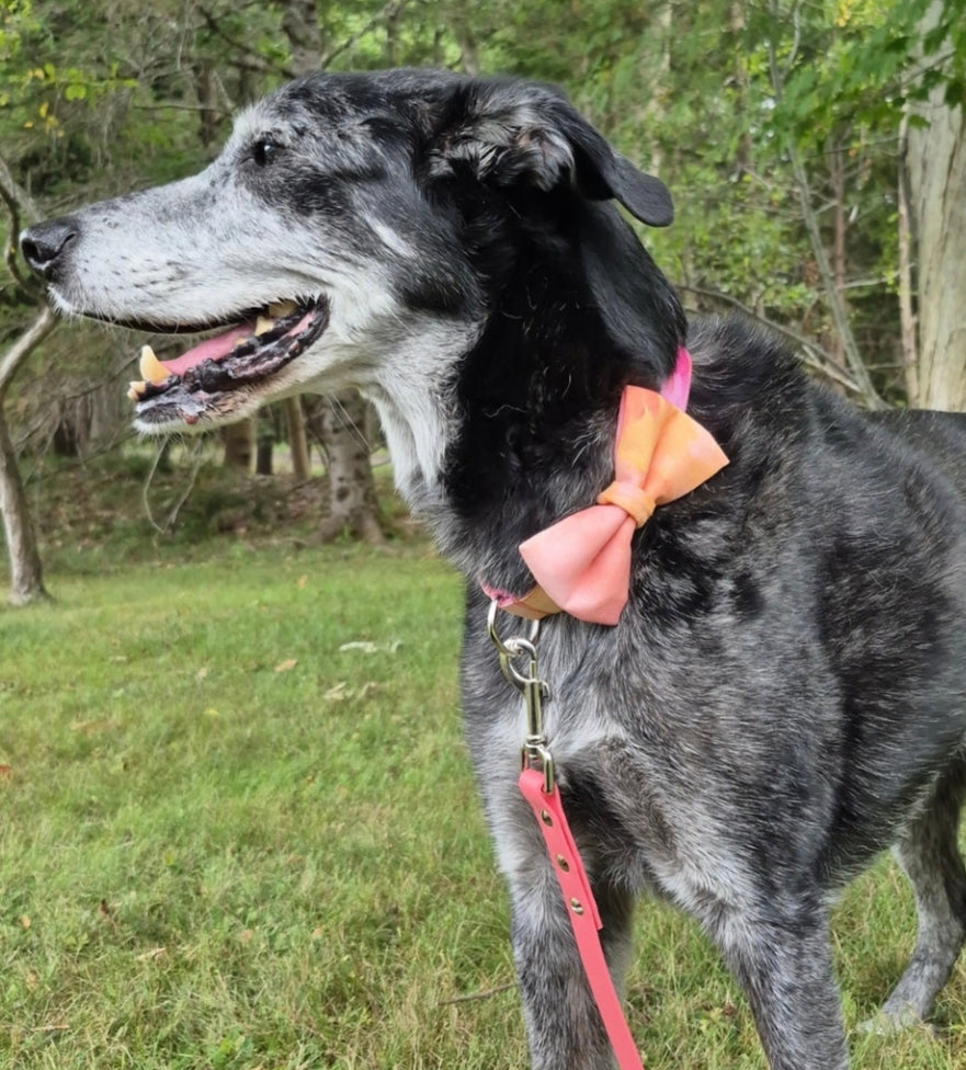 Orange Watercolor Dog Collar