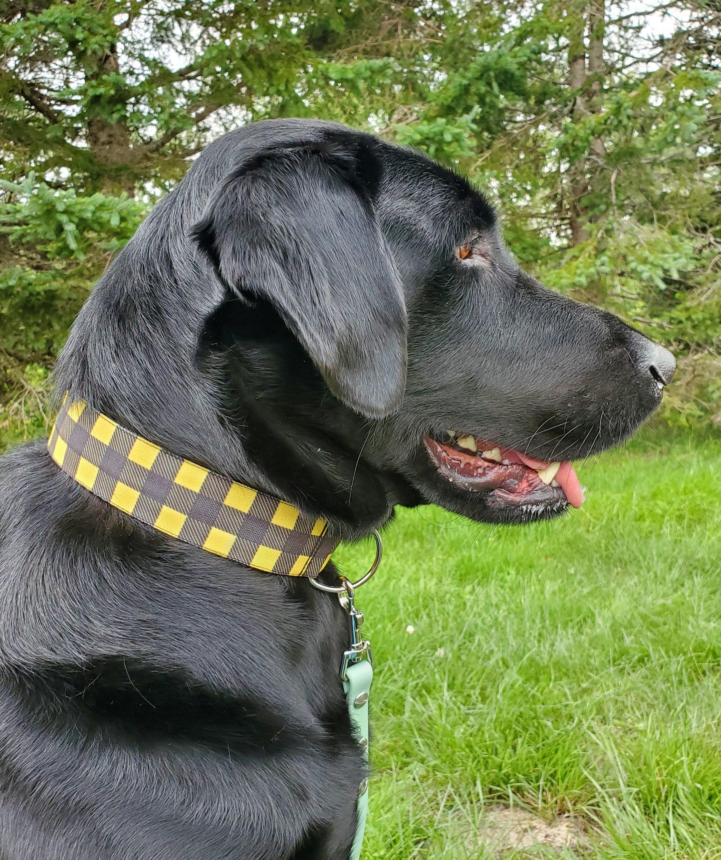 Yellow & Black Buffalo Plaid Dog Collar