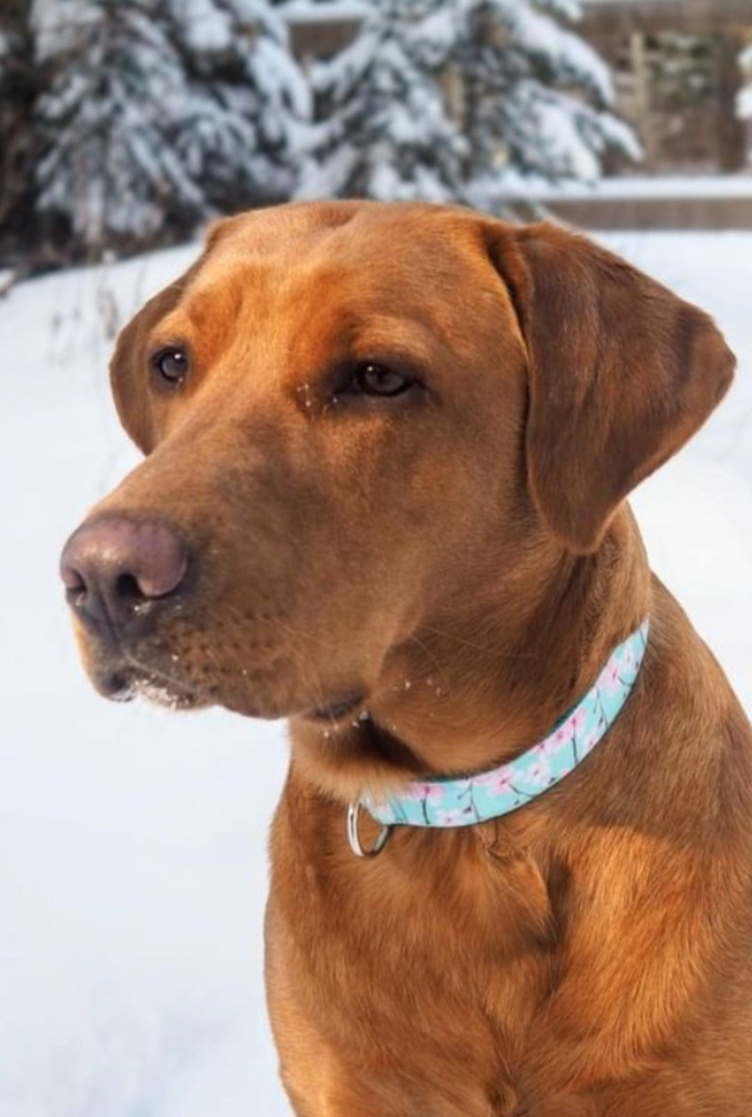 Cherry Blossoms Dog Collar