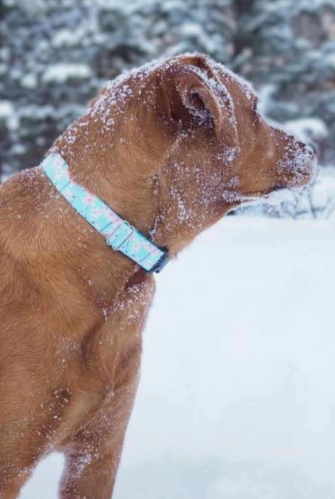 Cherry Blossoms Dog Collar