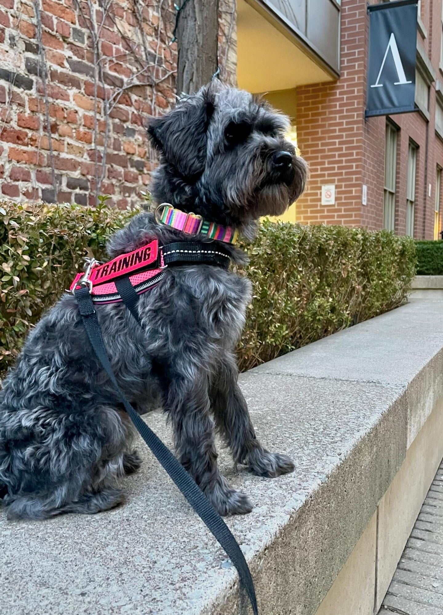 Bright Stripes Dog Collar
