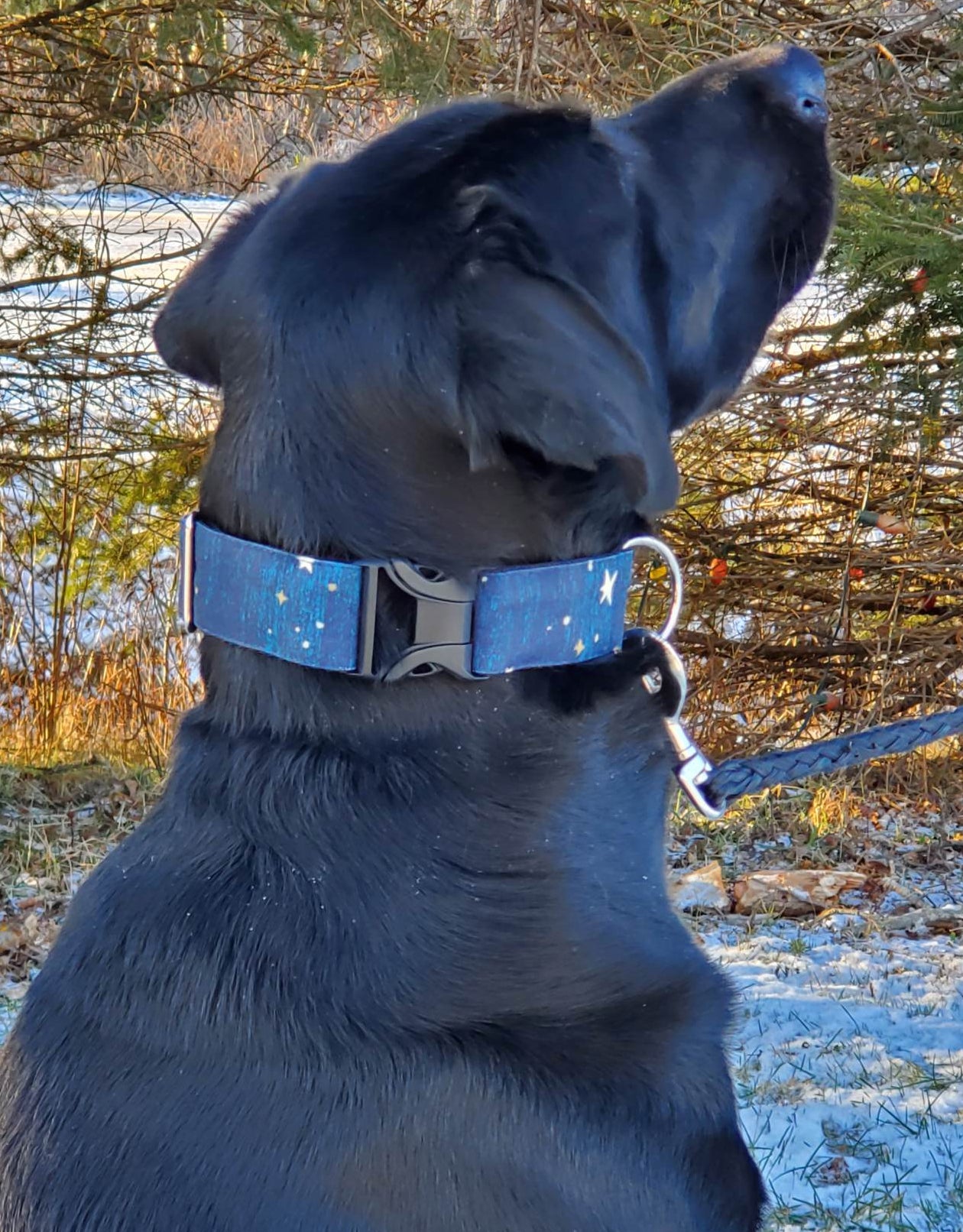 Night Stars Dog Collar