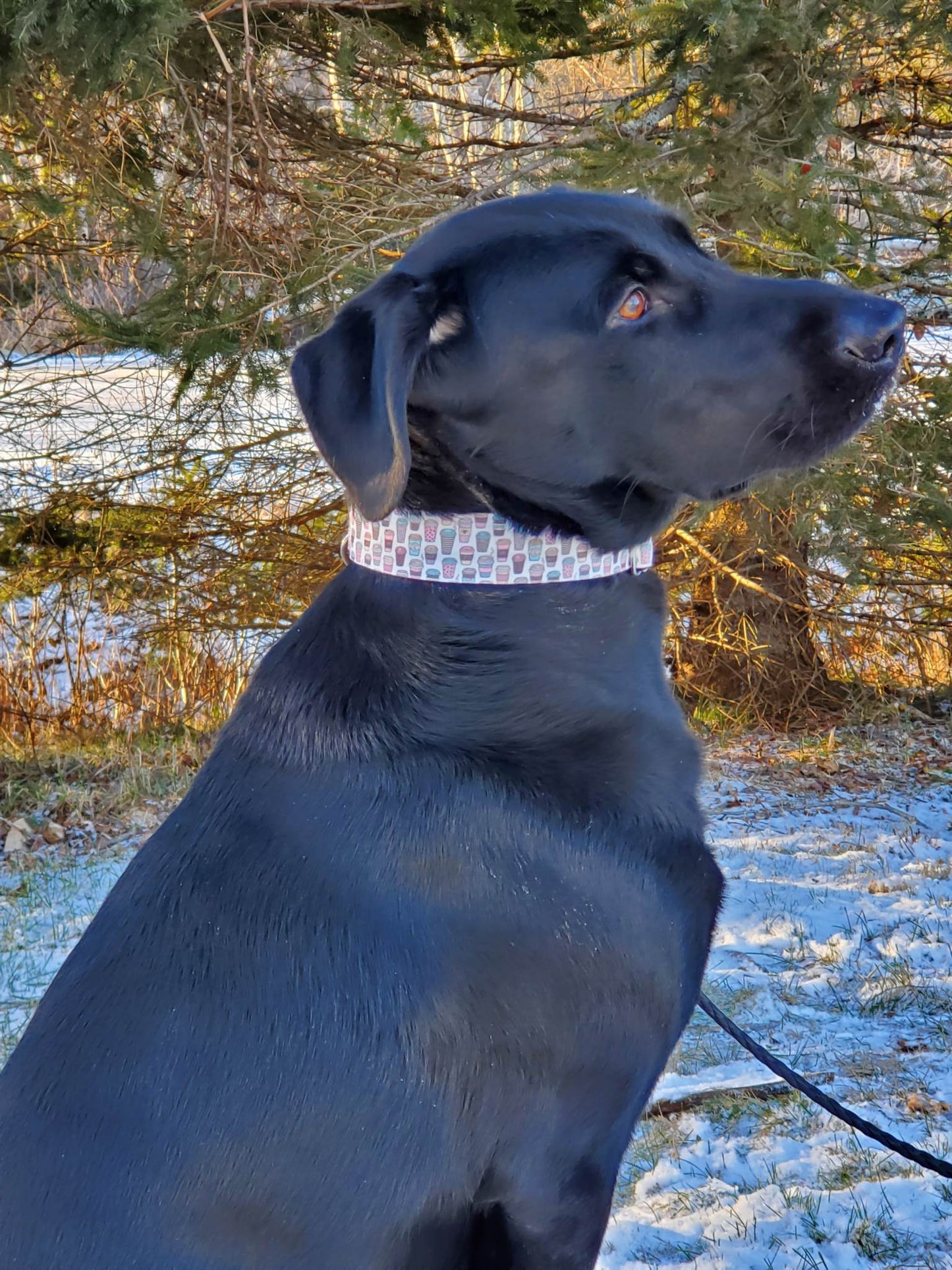 Cocoa Latte Dog Collar