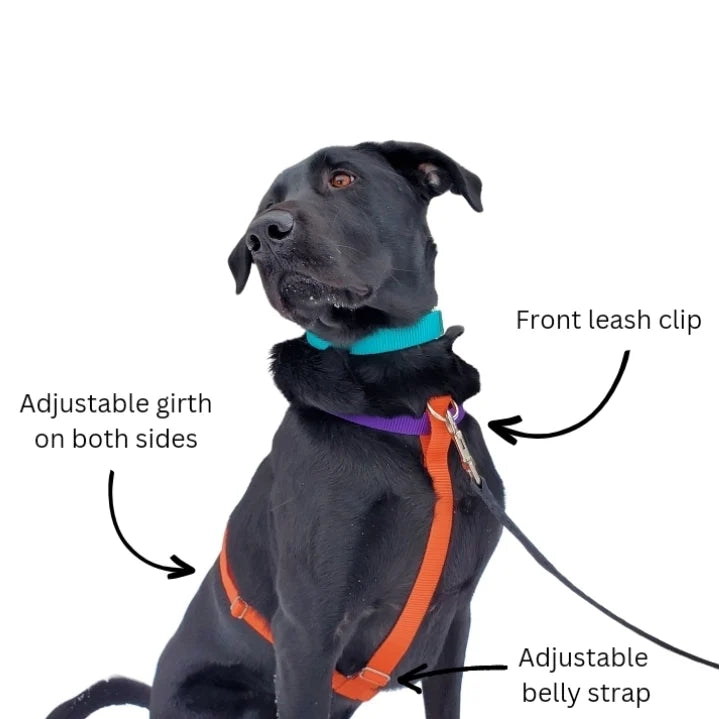 Choose Your Colors Walking Harness