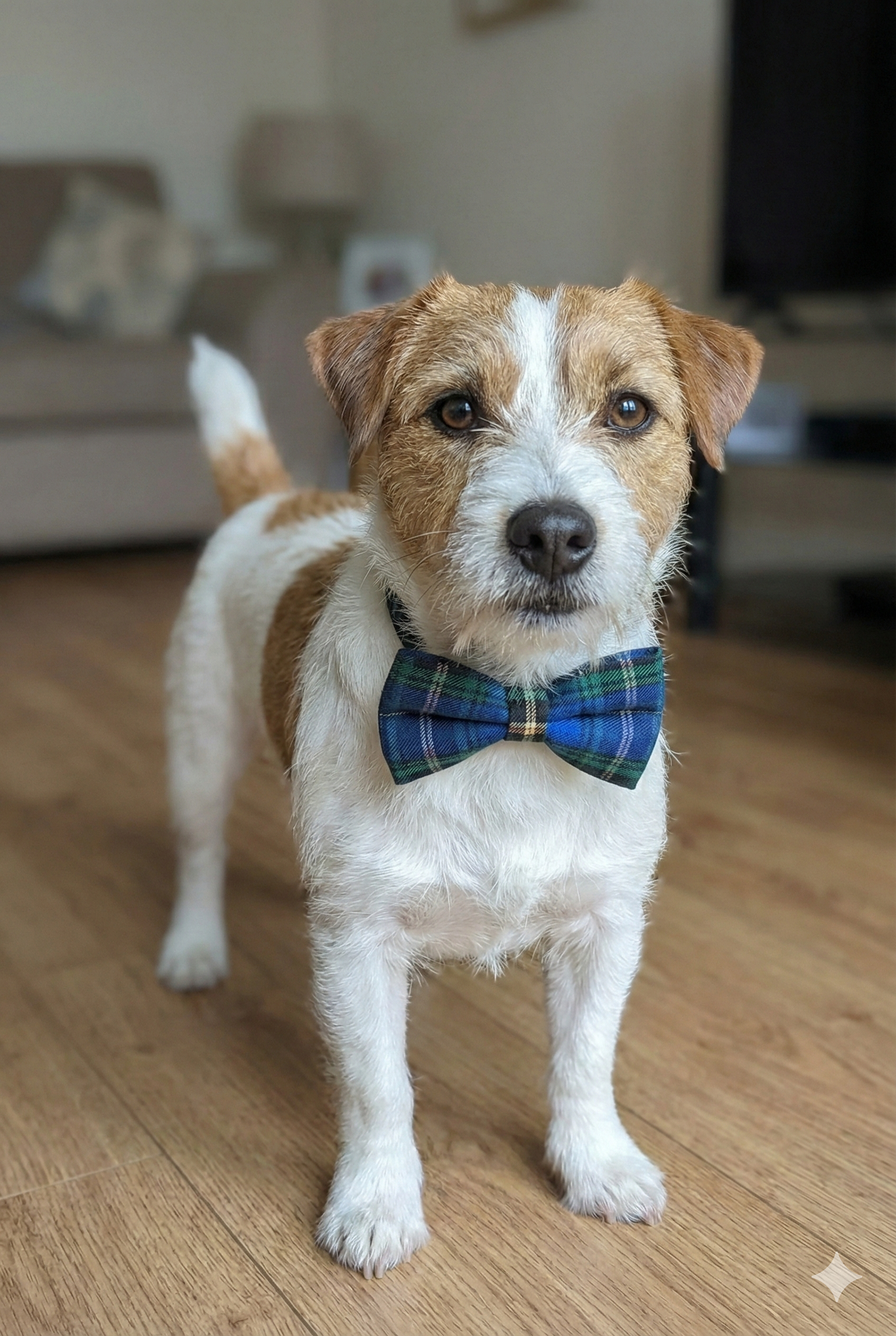 Tartan Over-The-Collar Bowties