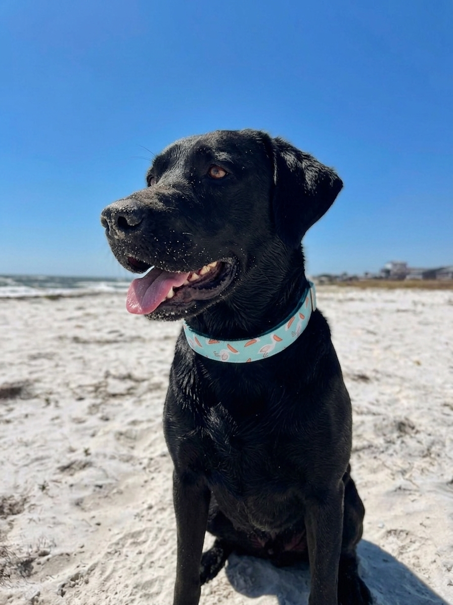 Pelicans Dog Collar