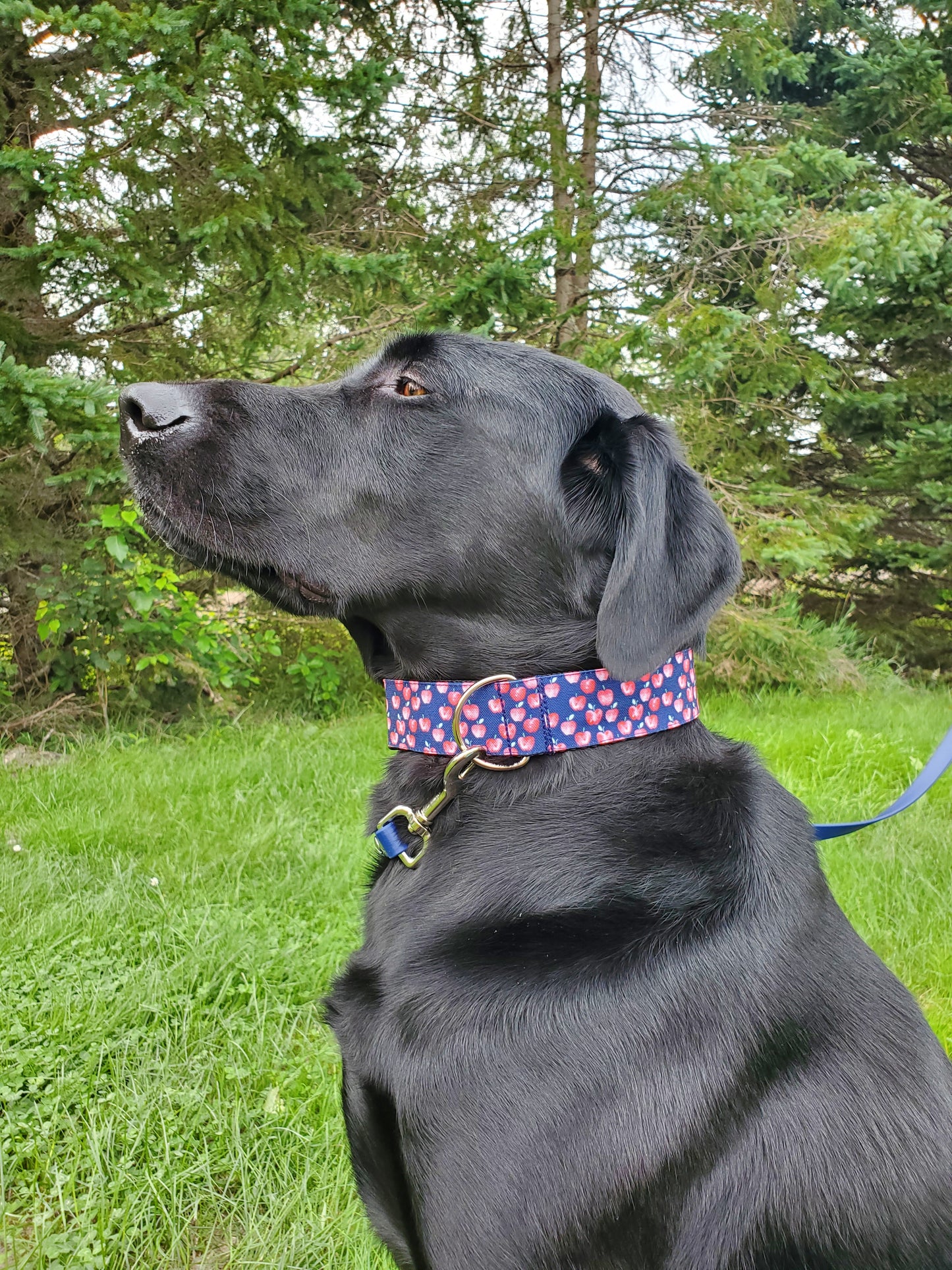 Red Apples dog collar