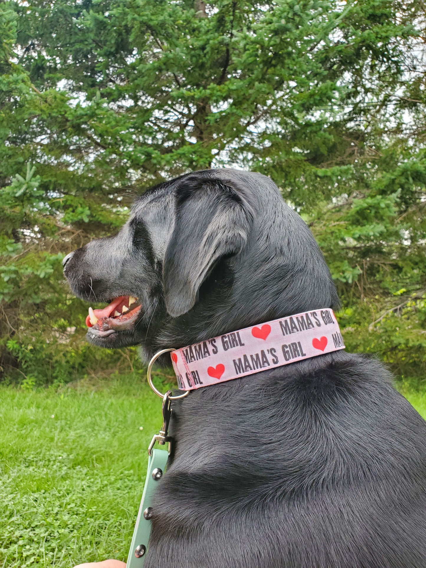 Mama's Girl dog collar