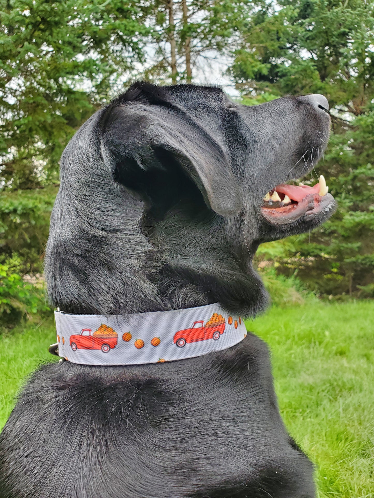 Red Trucks & Pumpkins dog collar