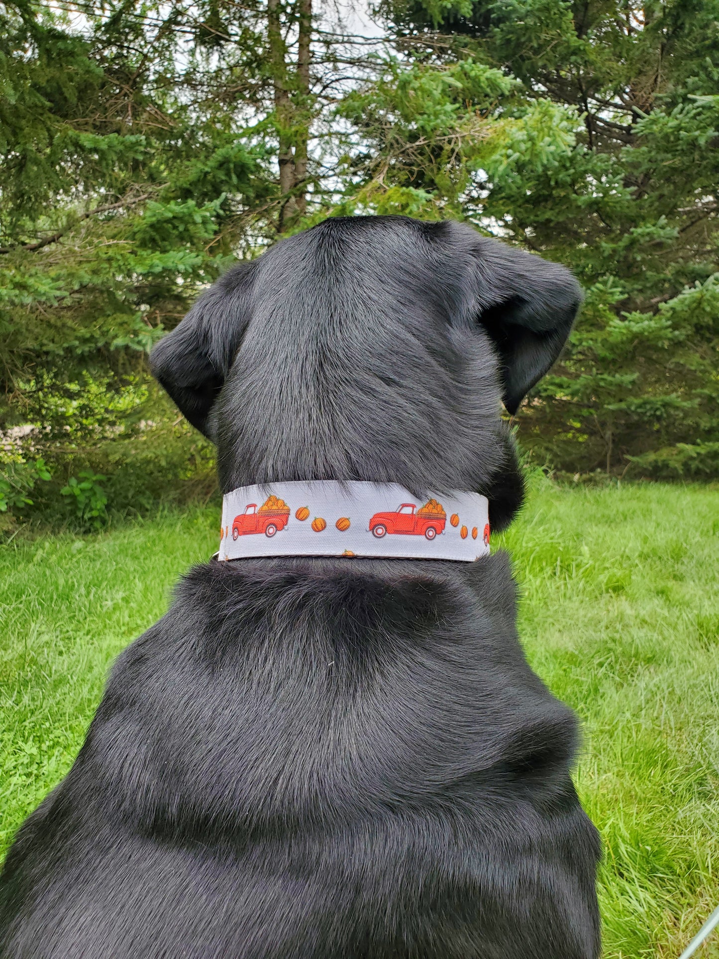 Red Trucks & Pumpkins dog collar