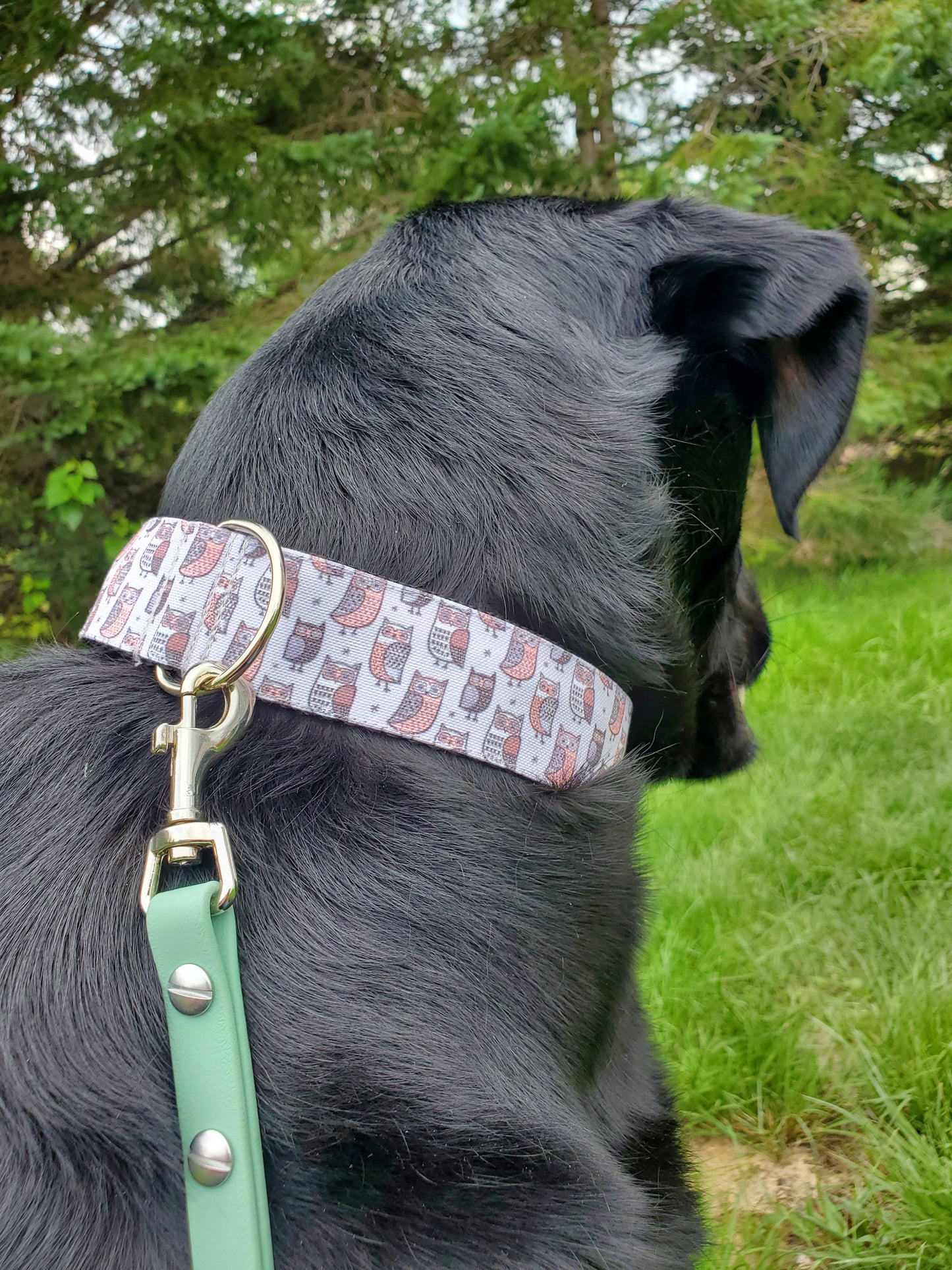 Gray Owls dog collar