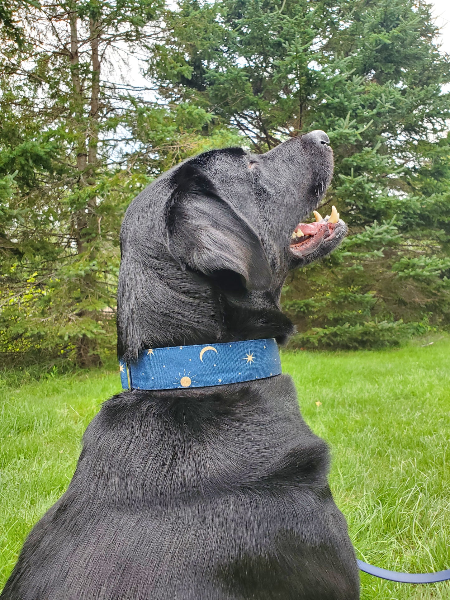 Night Sky dog collar