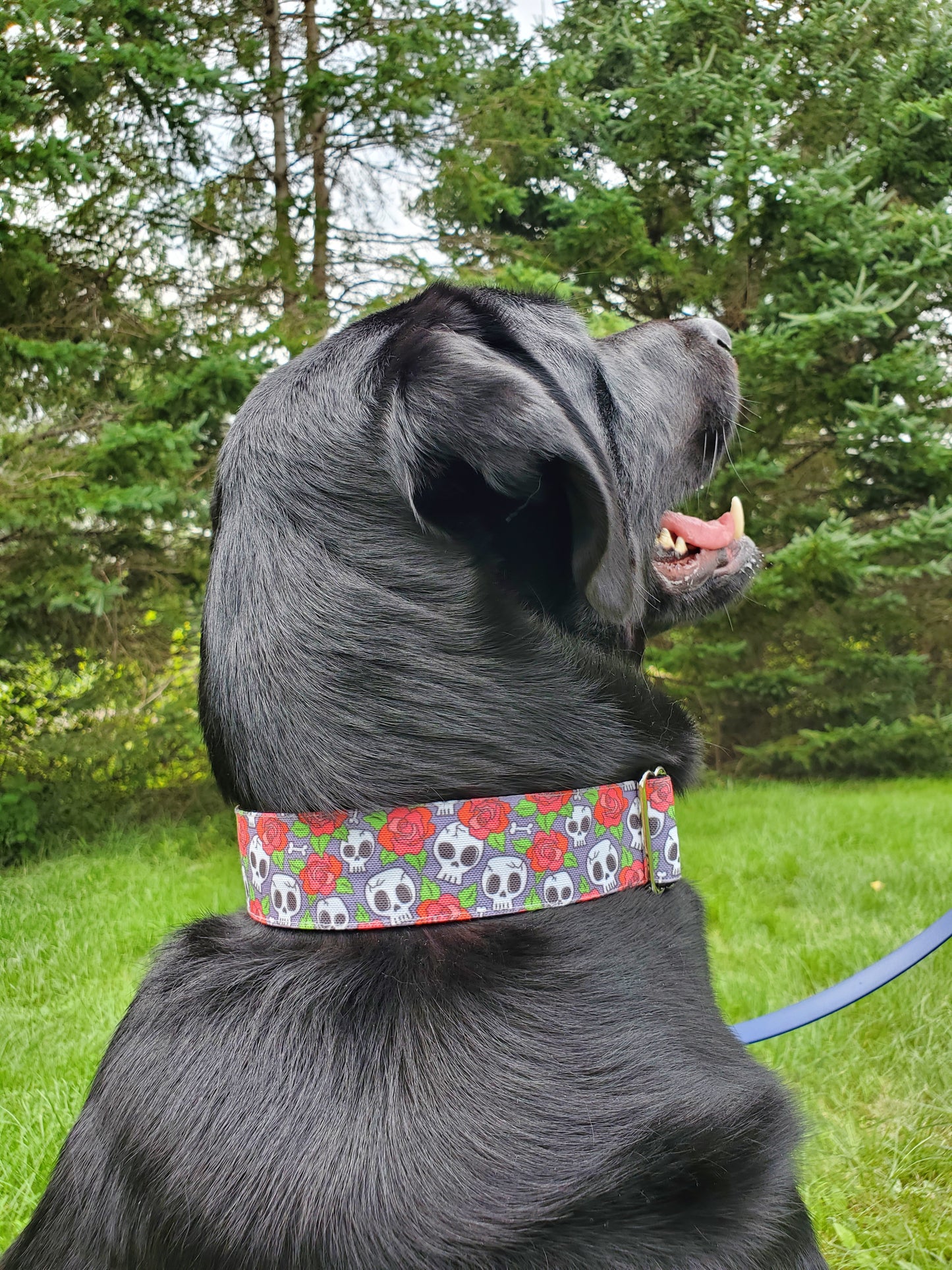 Skulls & Roses dog collar