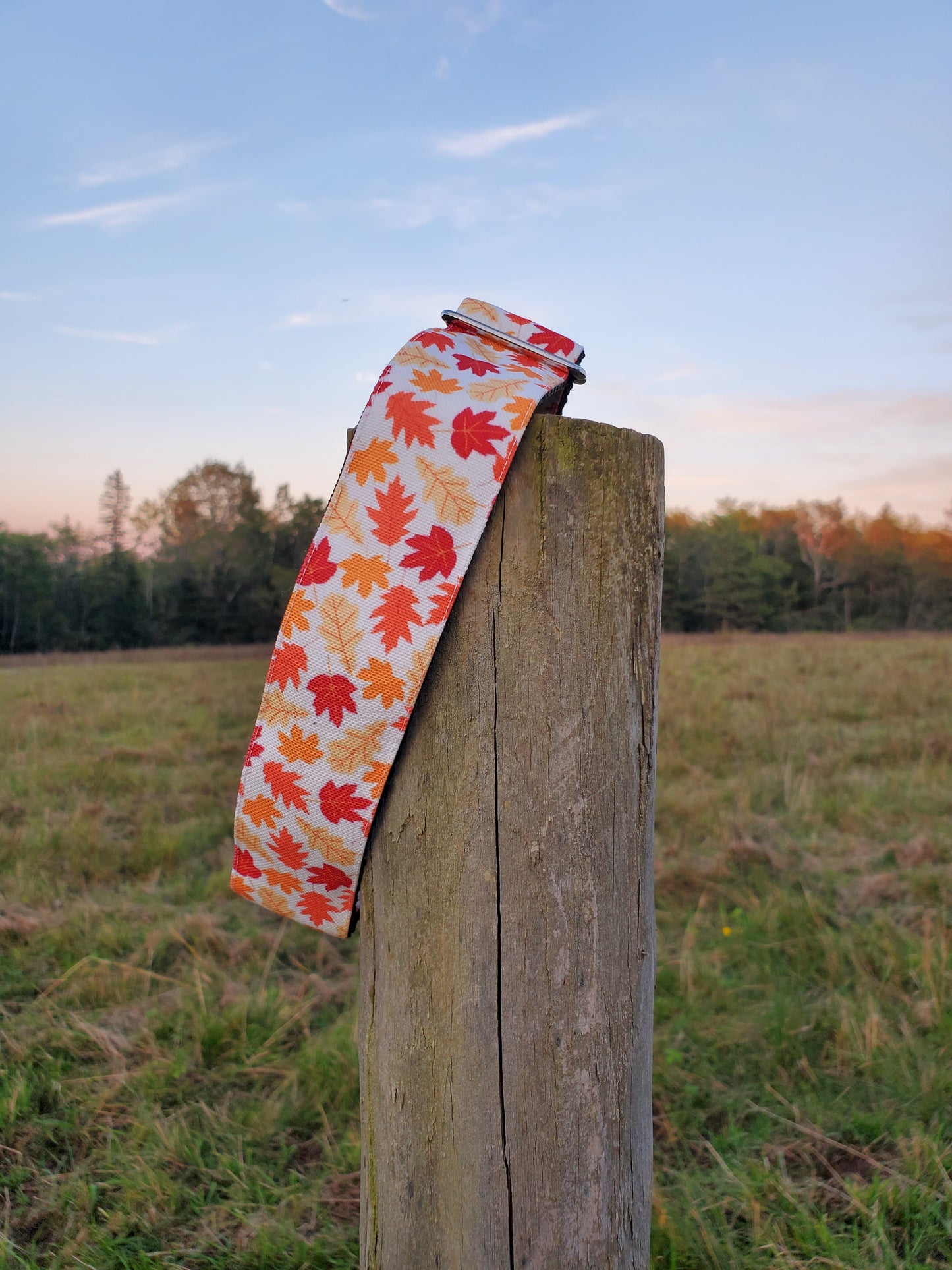 Falling Leaves dog collar