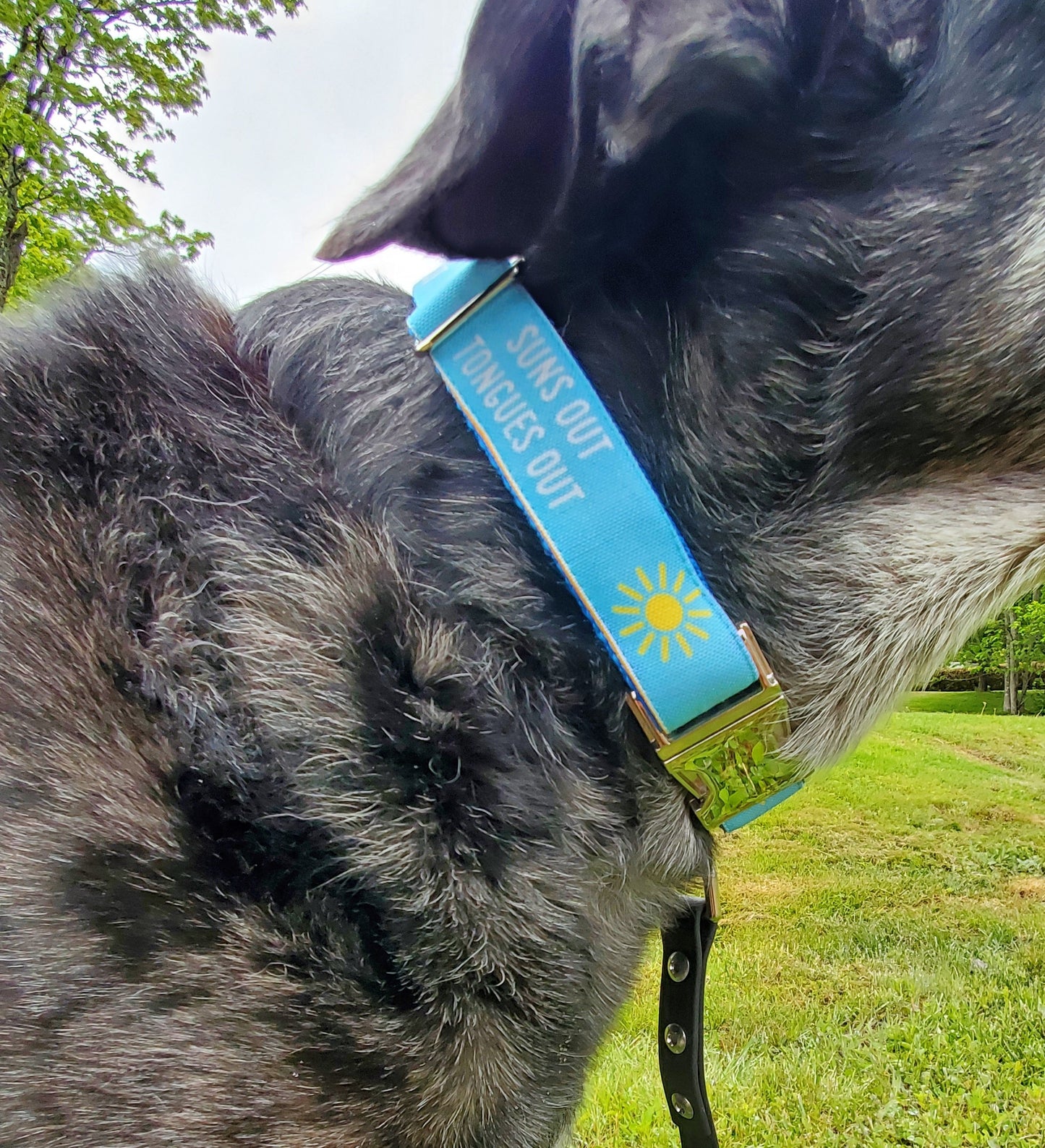 Suns Out Tongues Out dog collar