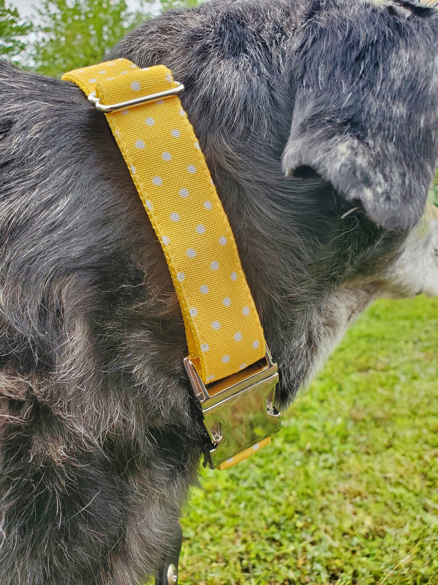 Yellow Polka Dot dog collar