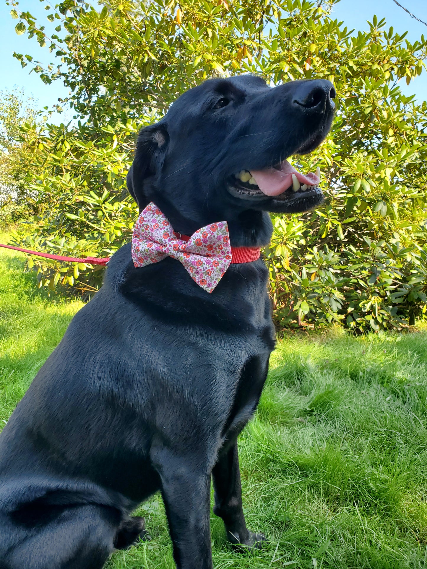 Poppies bowtie