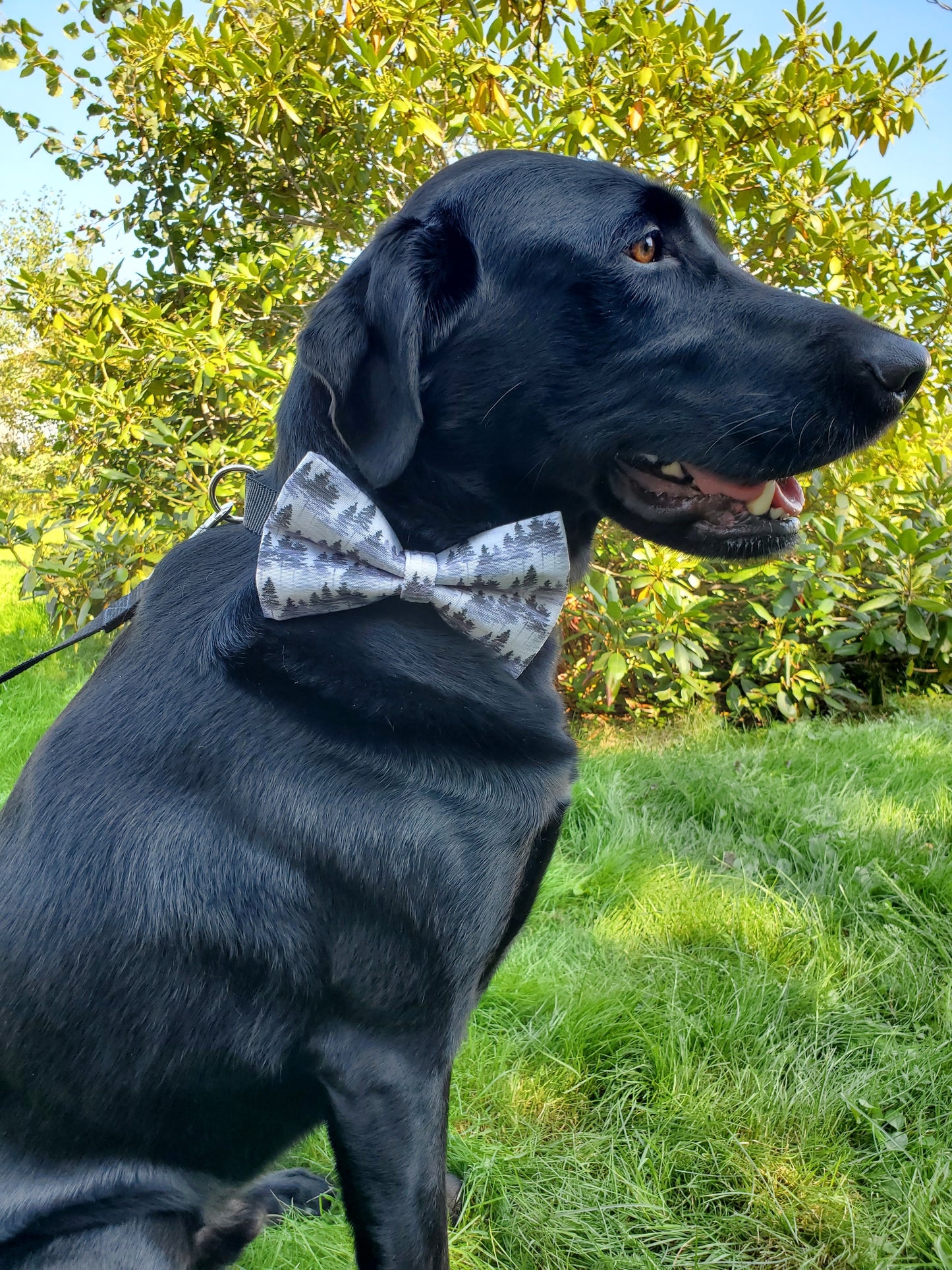 Forest Mist bowtie