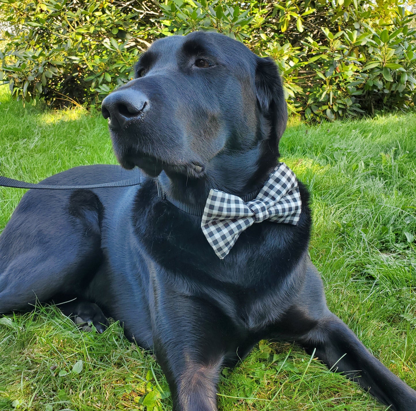 Classic Plaid bowtie