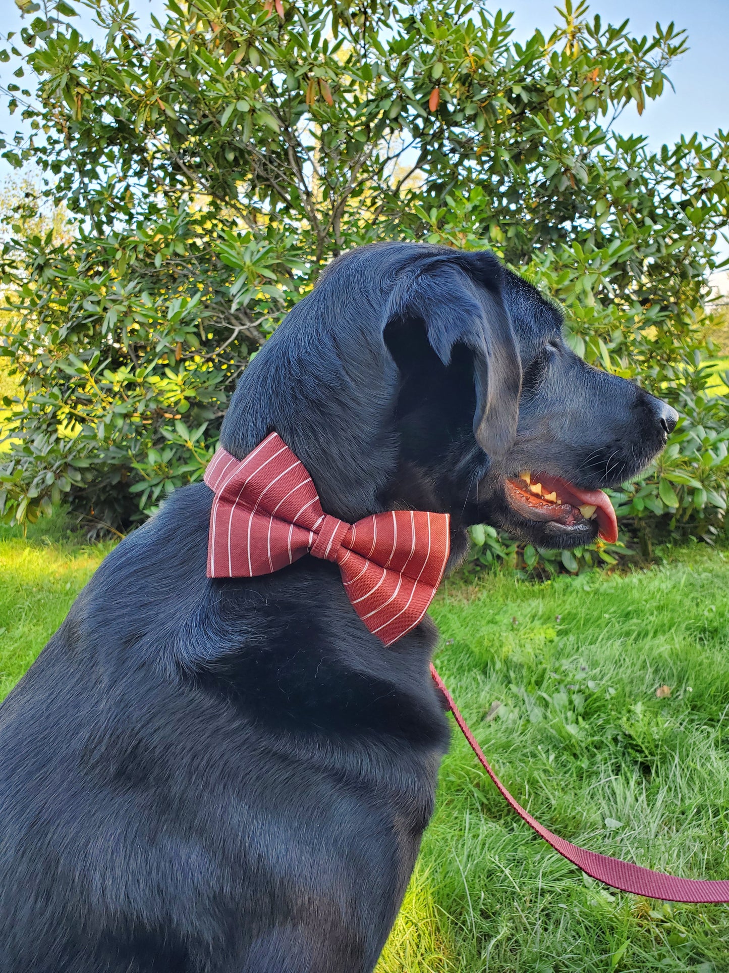 Wine Stripes bowtie